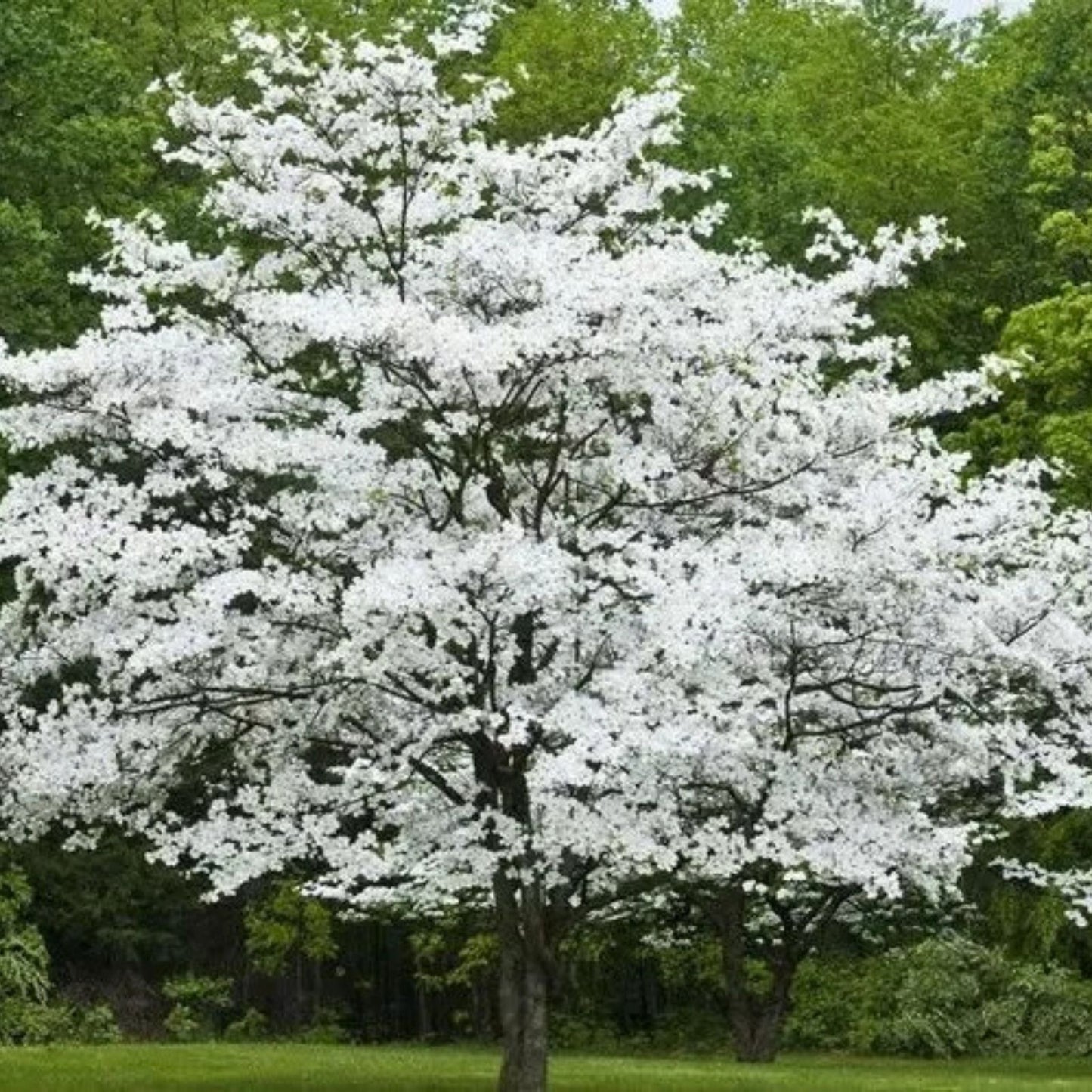 Cherokee Princess Dogwood Tree - Bare Root Live Plant - White Flowers - Cornus florida - 18+ Inches