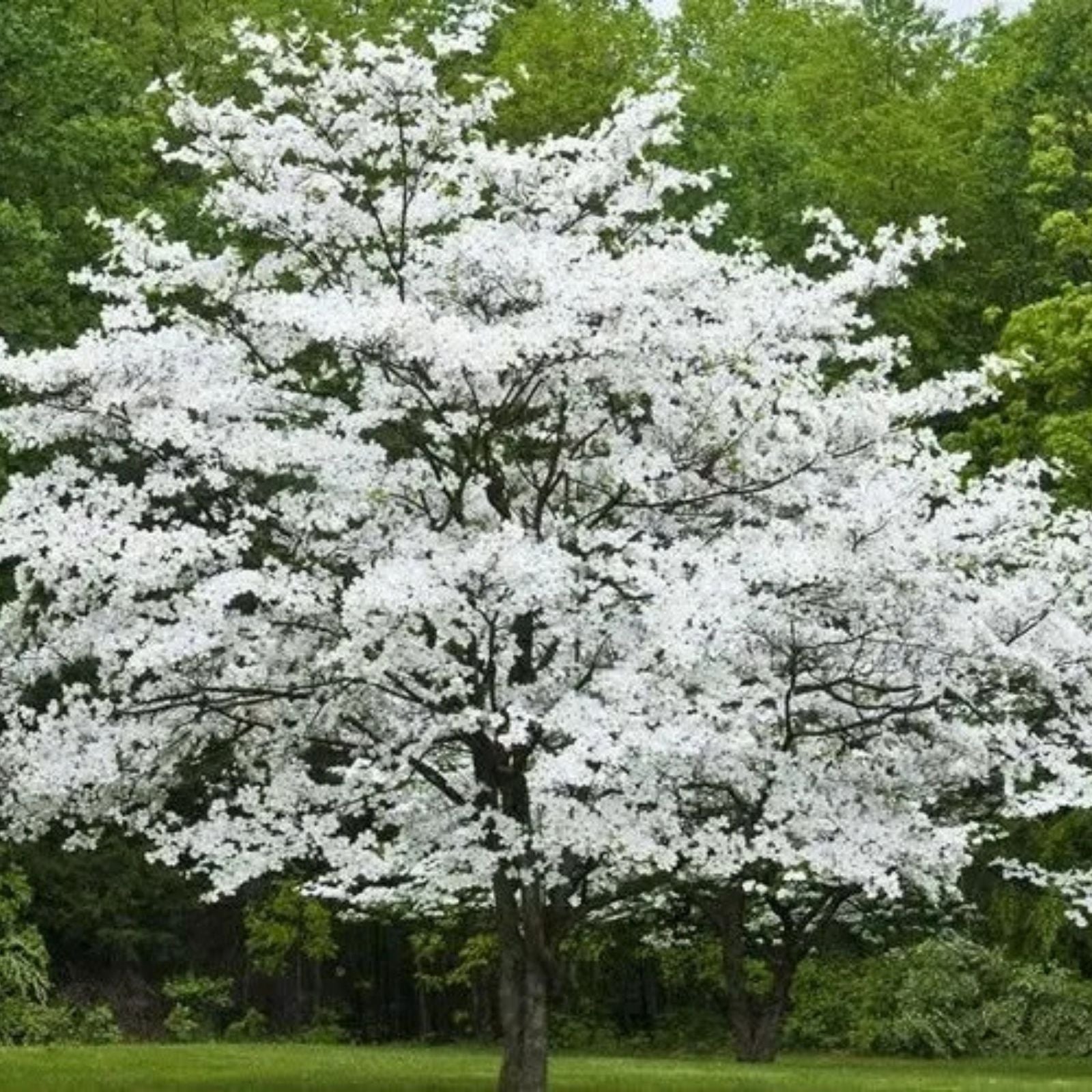 Cherokee Princess Dogwood Tree - Bare Root Live Plant - White Flowers - Cornus florida - 18+ Inches
