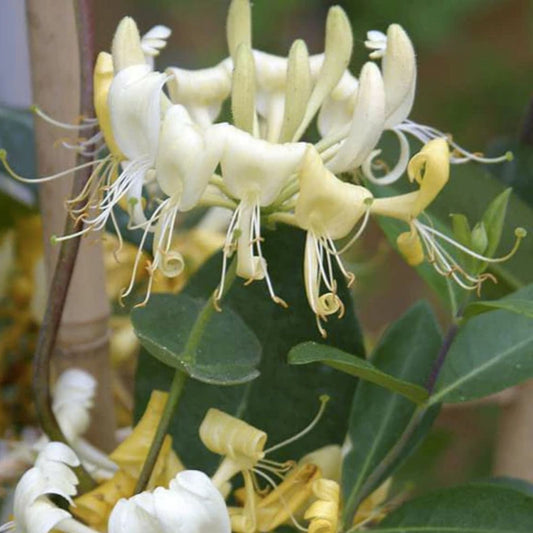 European Fly Honeysuckle Vine Seeds – 50+ Perennial White Honeysuckle Lonicera periclymenum for Garden, Climbing, Fragrant, Hardy
