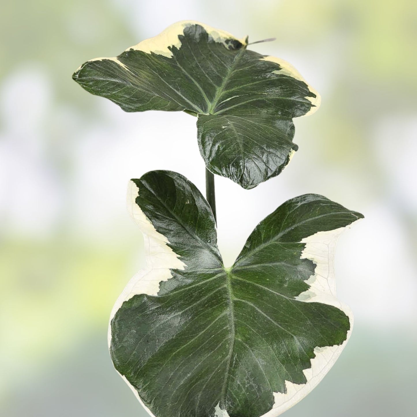 Alocasia Mickey Mouse Plant in 4” Pot – Unique Tropical Houseplant, Elephant Ear, Alocasia Polly