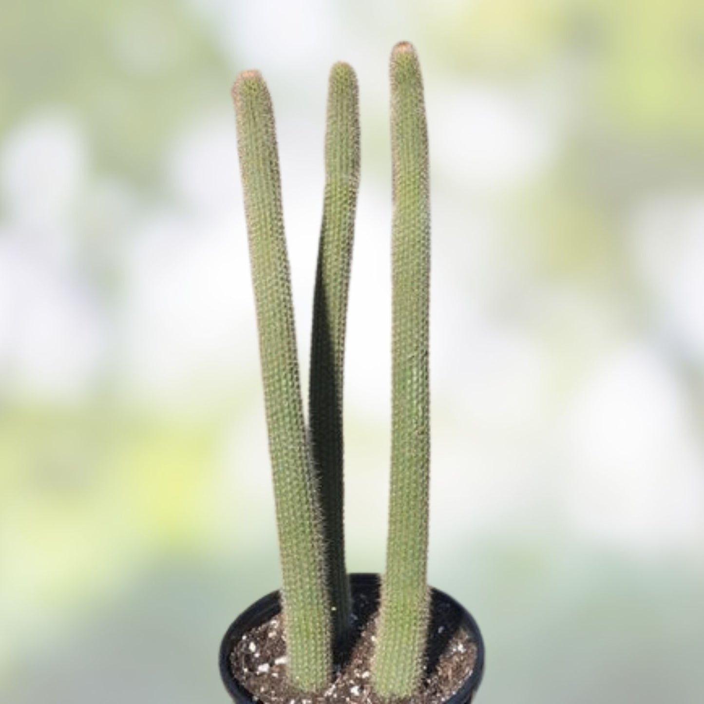Snake Cactus Tip Cut 12" Peniocereus serpentinus Nyctocereus serpentinus Desert Plant Propagation