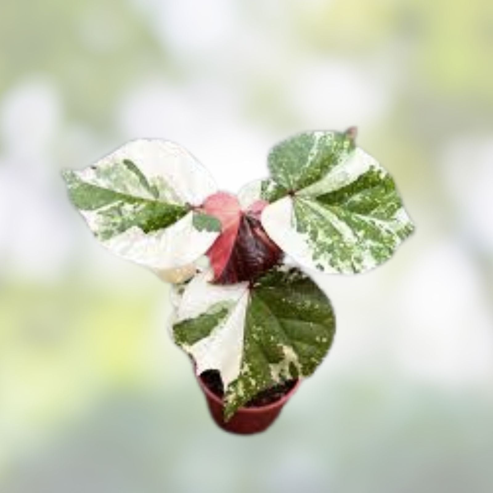 Variegated Mahoe Hibiscus Tree Plant Rooted Cutting - Hibiscus tiliaceus - Tropical Ornamental Shrub