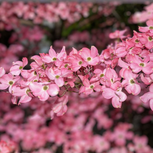 Flowering Dogwood Tree Live Plant Set of 2, 12-18" Bare Root, Cornus florida, Ornamental Flowering Tree