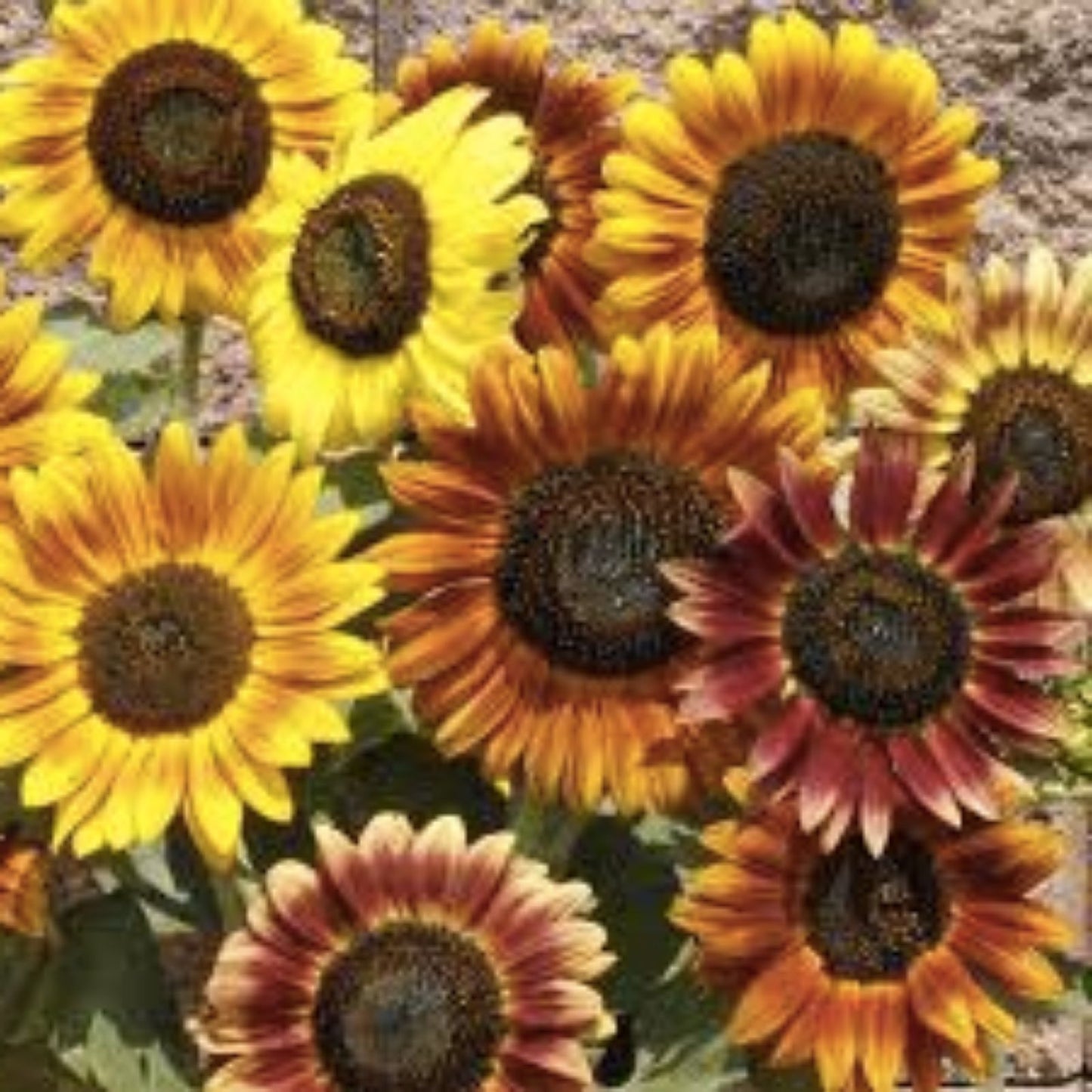Autumn Beauty Sunflower Seeds 100 Count, Vibrant Fall Colors, Helianthus annuus, Garden Flower Seeds