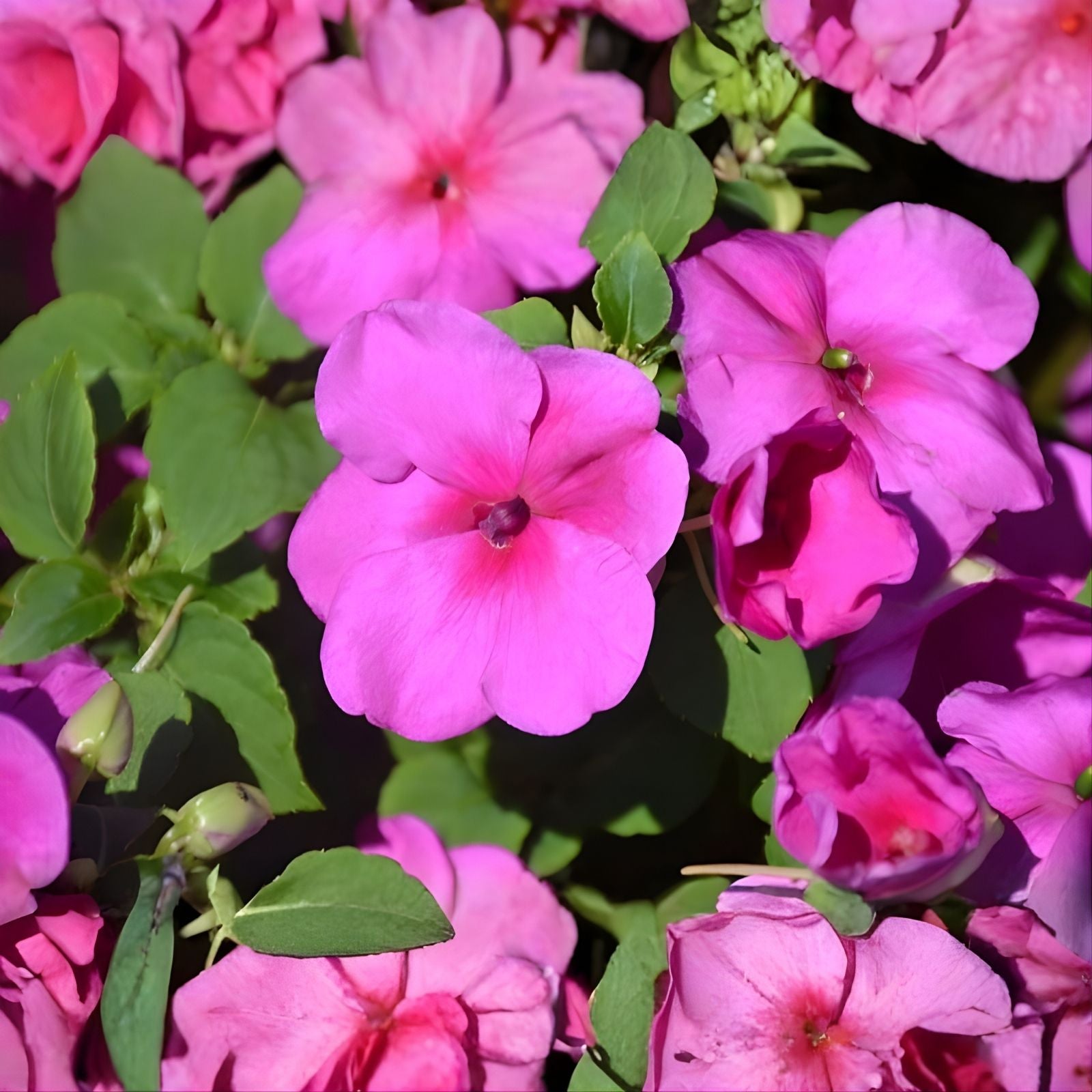 Busy Lizzy Seeds 500 Count - Impatiens Xtreme Lilac Non-GMO Annual Flower Seeds for Gardens and Containers