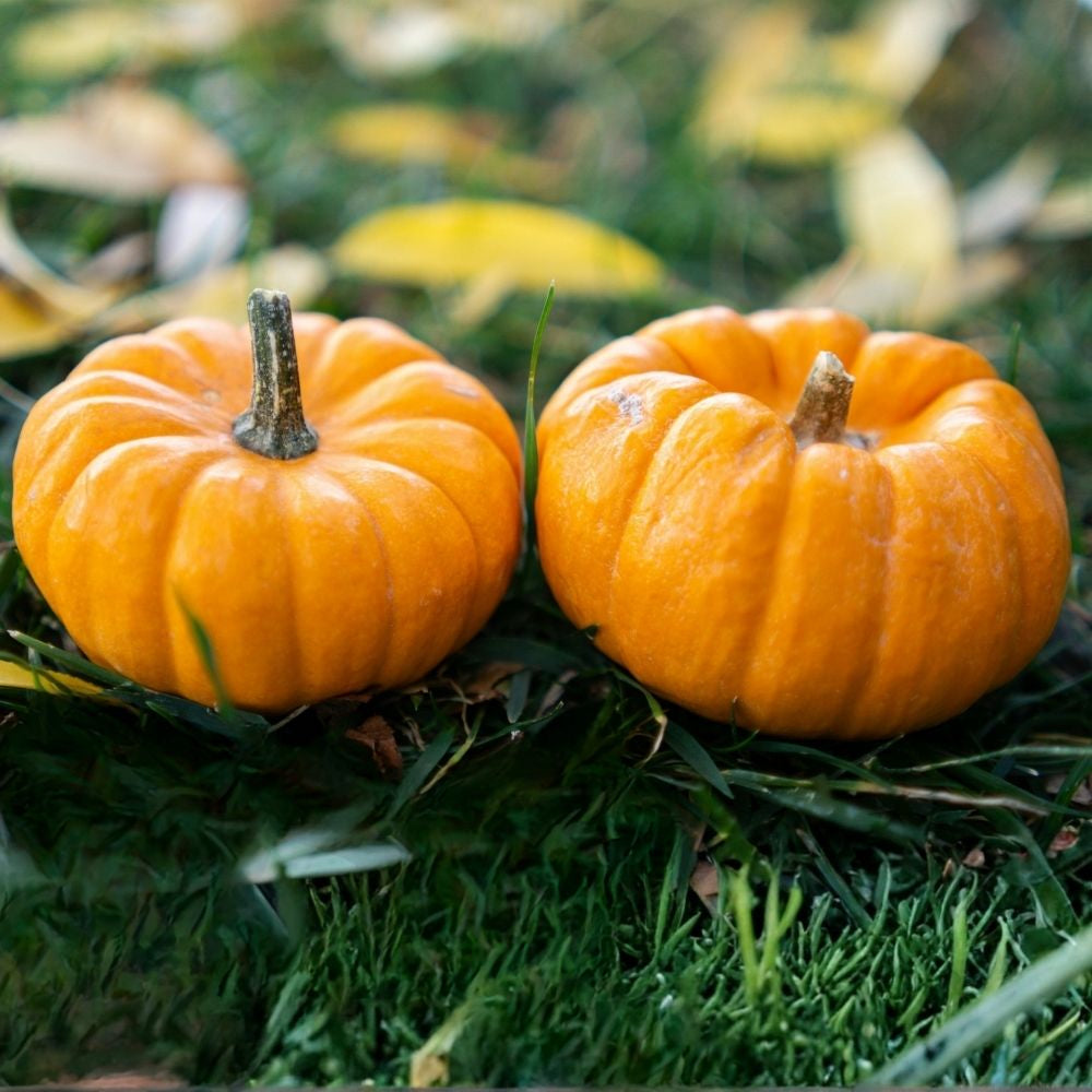 Fairytale Pumpkin Seeds 10 Pack Organic Heirloom Cucurbita pepo USA Grown Garden Vegetable