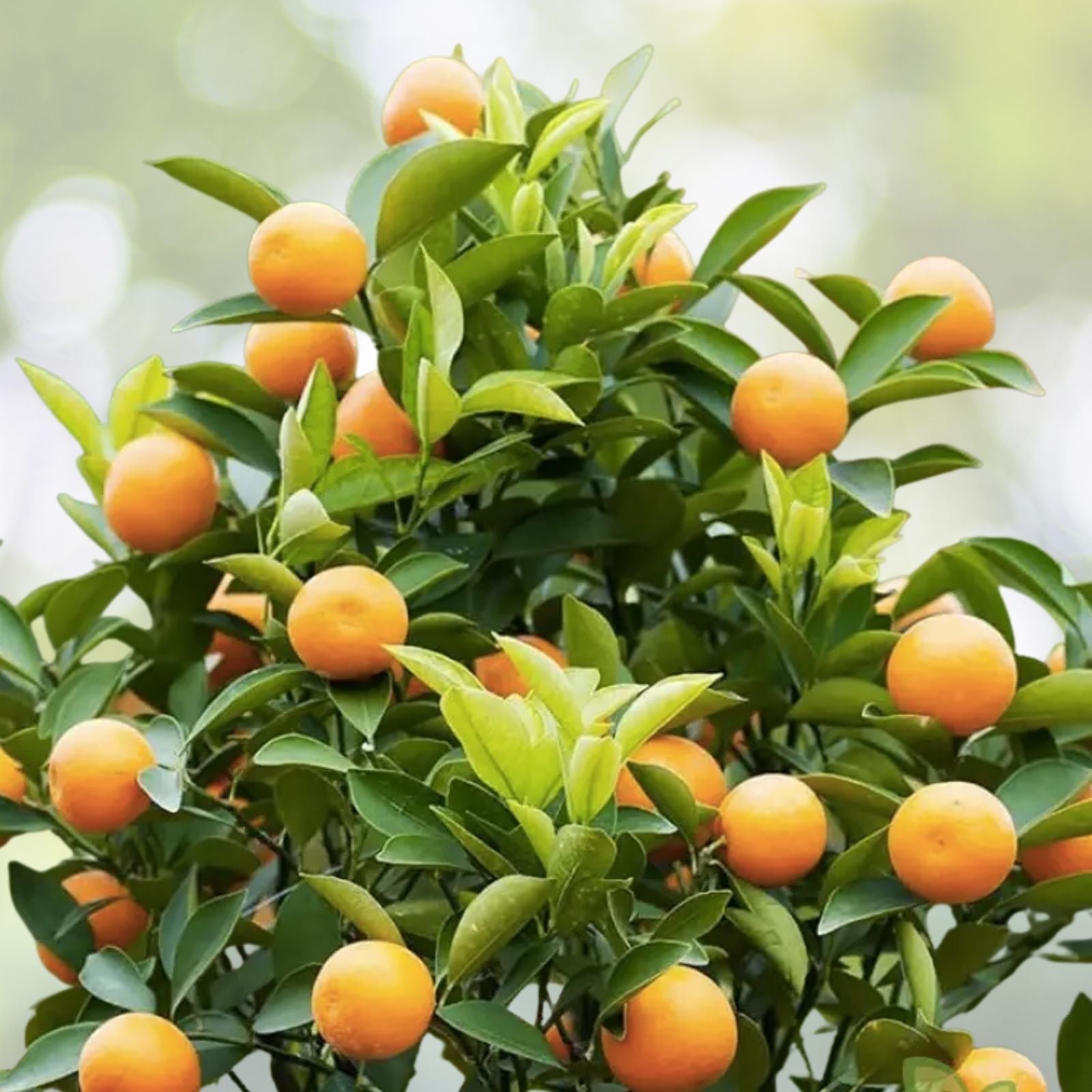 Dwarf Mandarin Orange Tree Seeds - Organic Citrus reticulata - 10 Seeds for Home Gardening, Edible Fruit Plant