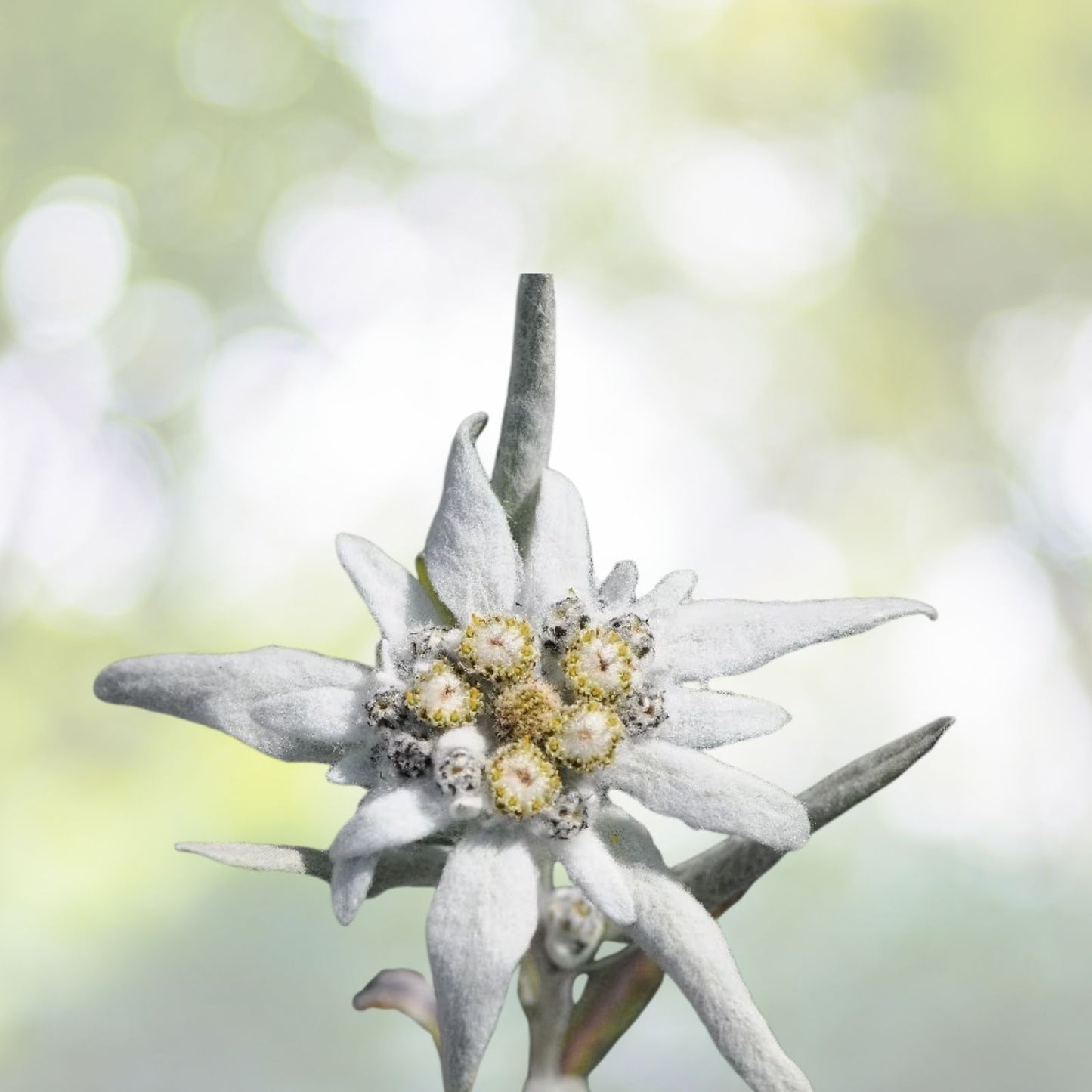Edelweiss Herb Seeds - 200+ Seeds - Leontopodium Alpinum - Alpine Perennial Flower Seeds for Garden and Landscaping