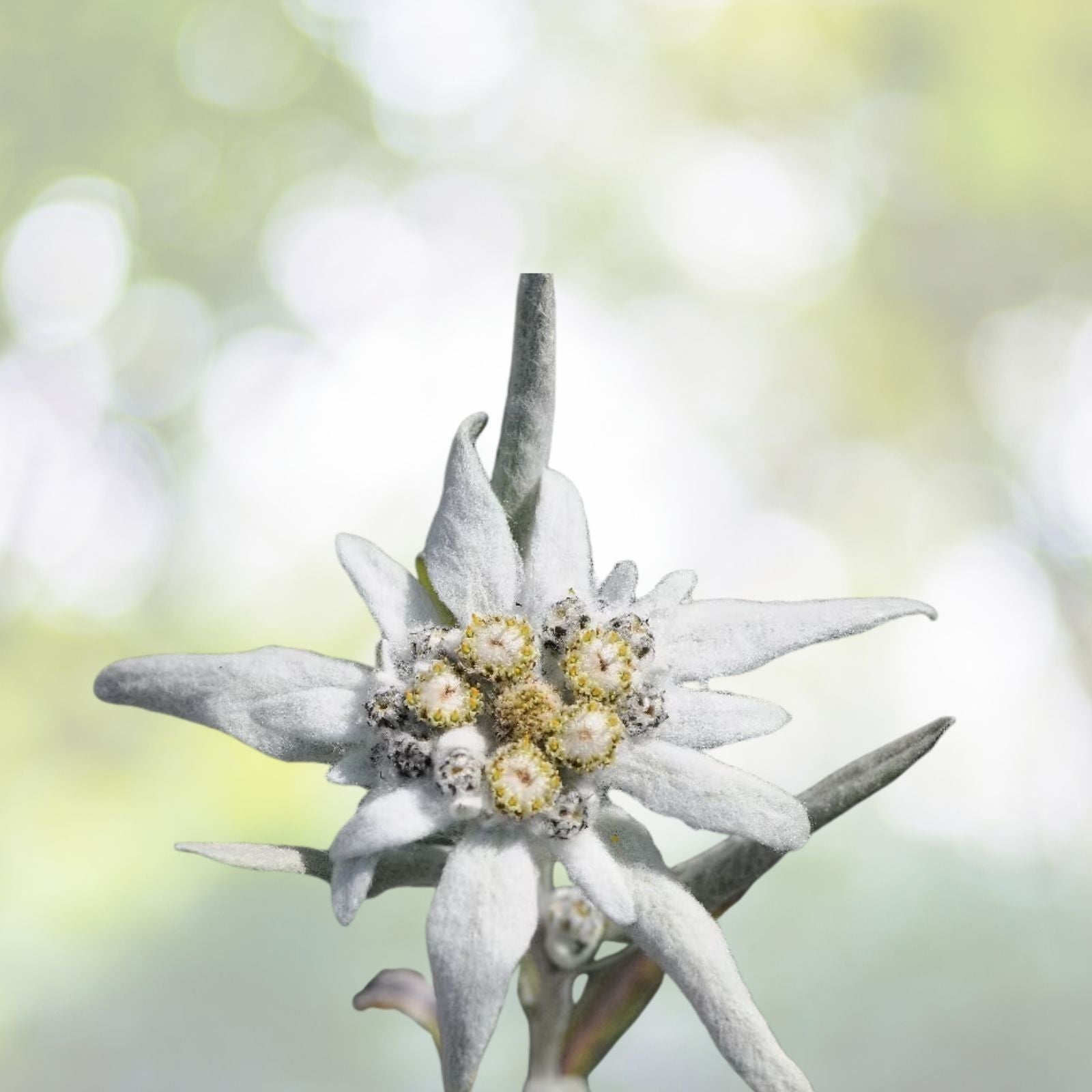 Edelweiss Herb Seeds - 200+ Seeds - Leontopodium Alpinum - Alpine Perennial Flower Seeds for Garden and Landscaping