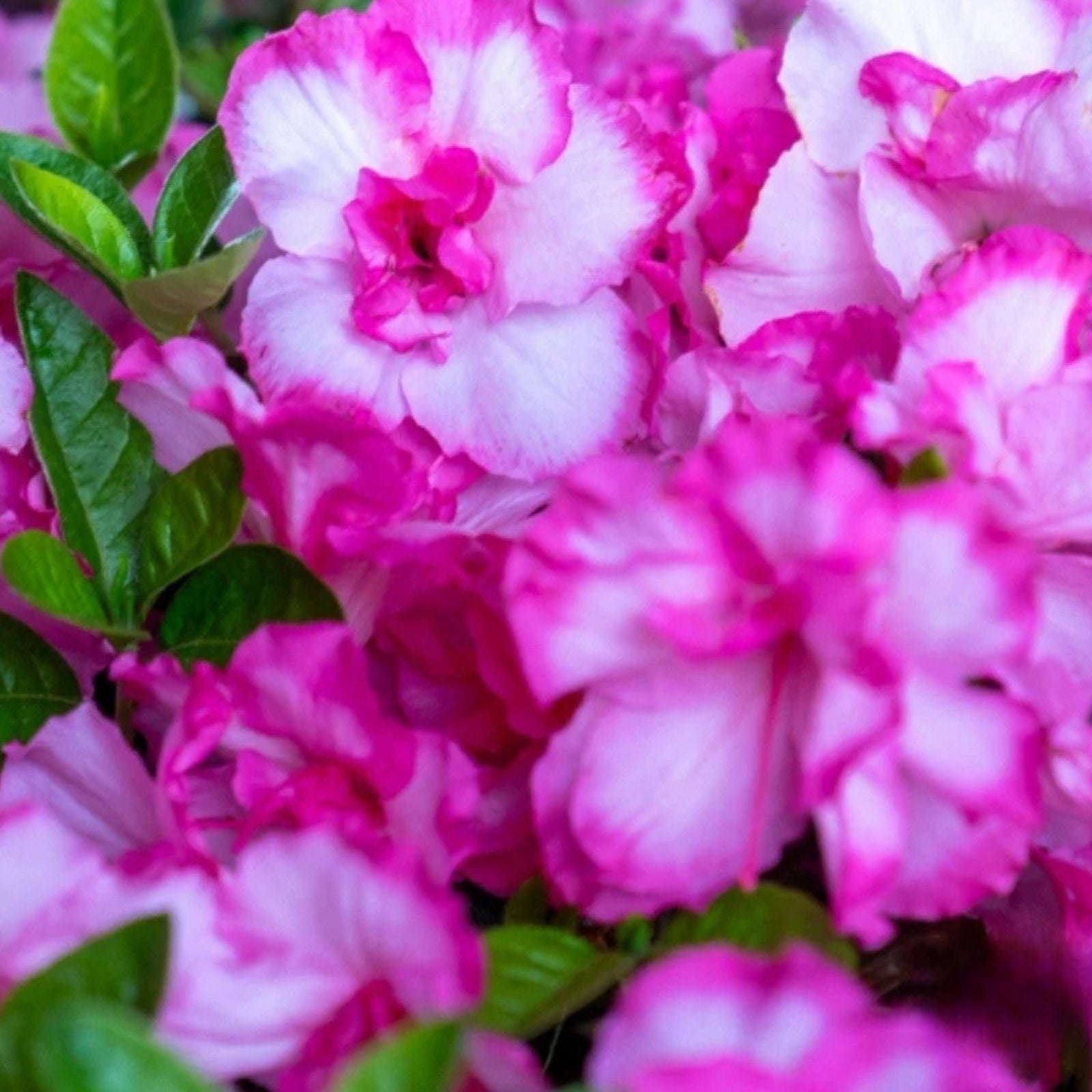 Encore Autumn Kiss Azalea Starter Plant - Deciduous Rhododendron x 'Autumn Kiss' with Colorful Blooms, Well-Rooted, Garden Shrub