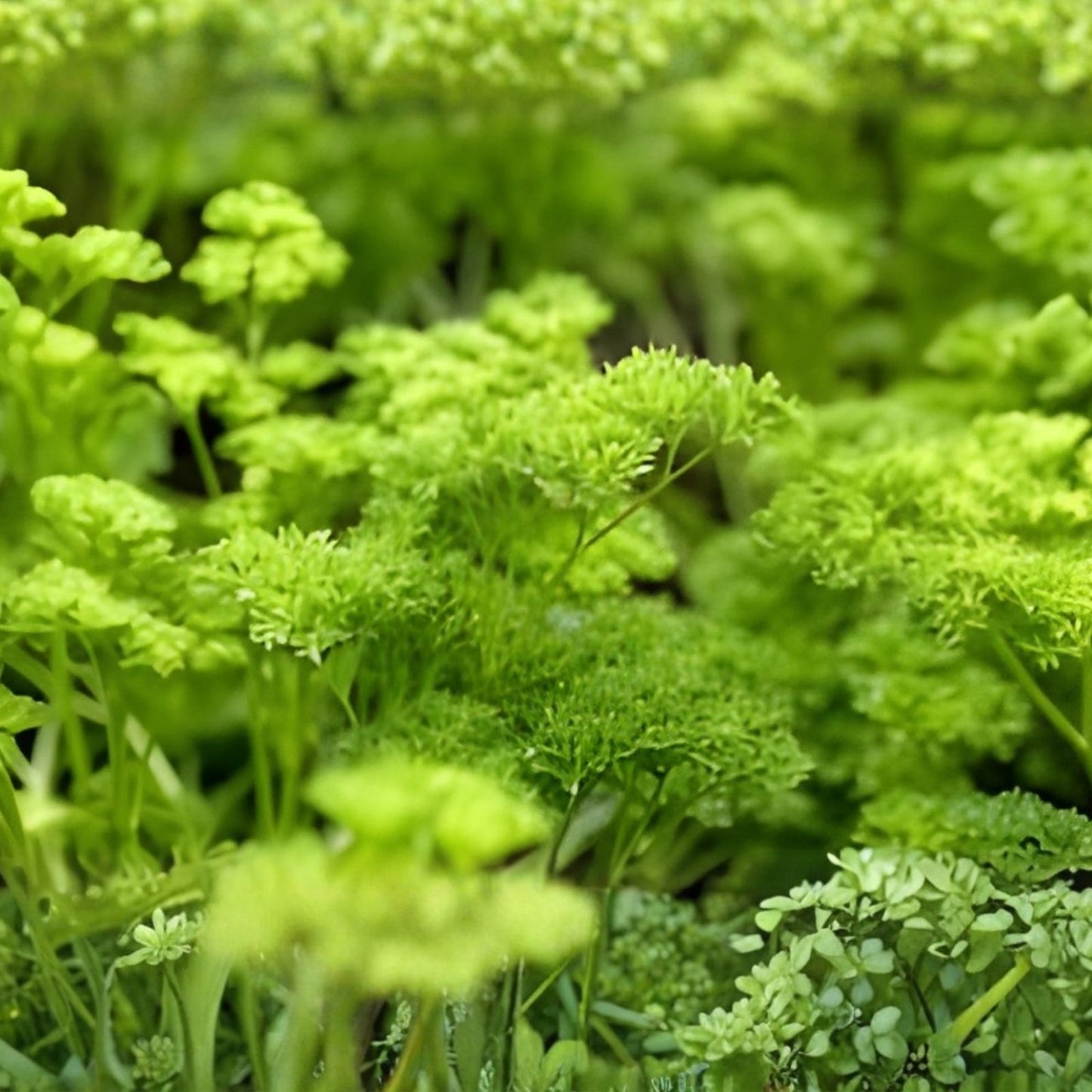 Curled Parsley Live Starter Plants Set of 2 | Triple Moss | Petroroselinum crispum | Herb Garden Plants