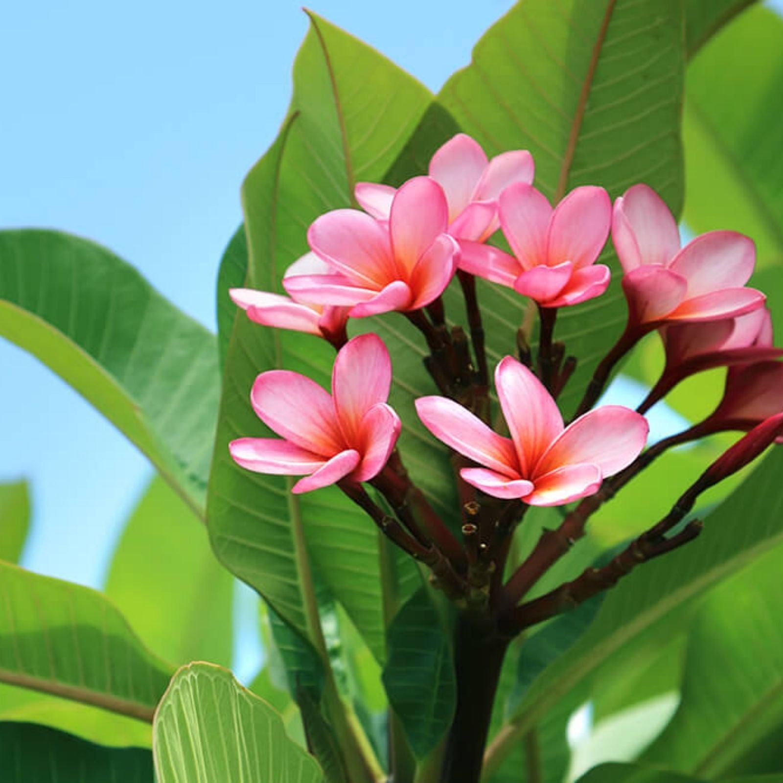 Plumeria Cutting 6-8 Inches Pink Flowering Frangipani Tropical Plant Hawaiian Botanical