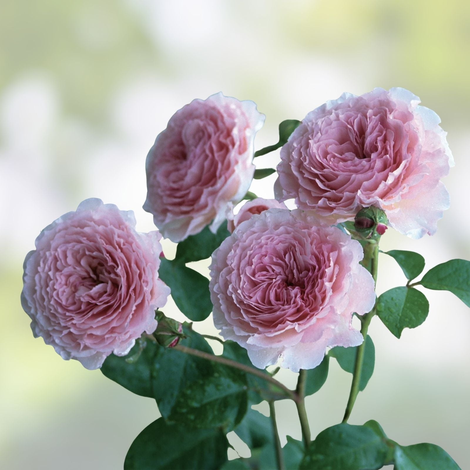 Live Rose Cuttings - James Galway Variety - David Austin - Fresh 5-8" Long - 3 Stems