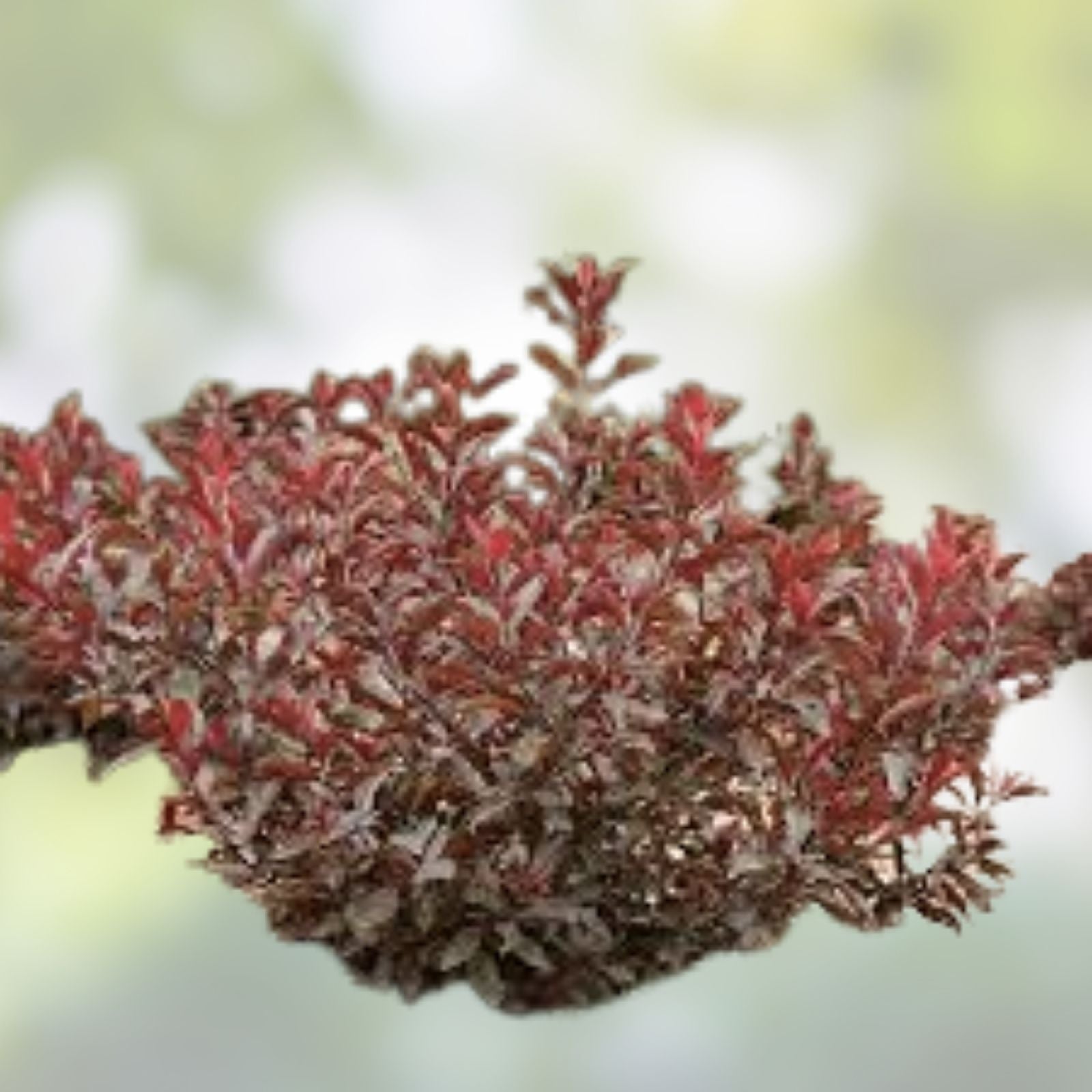 Sand Cherry Bush Seedlings 2 Pack - Native Prunus besseyi Shrubs for Landscaping and Wildlife Gardens