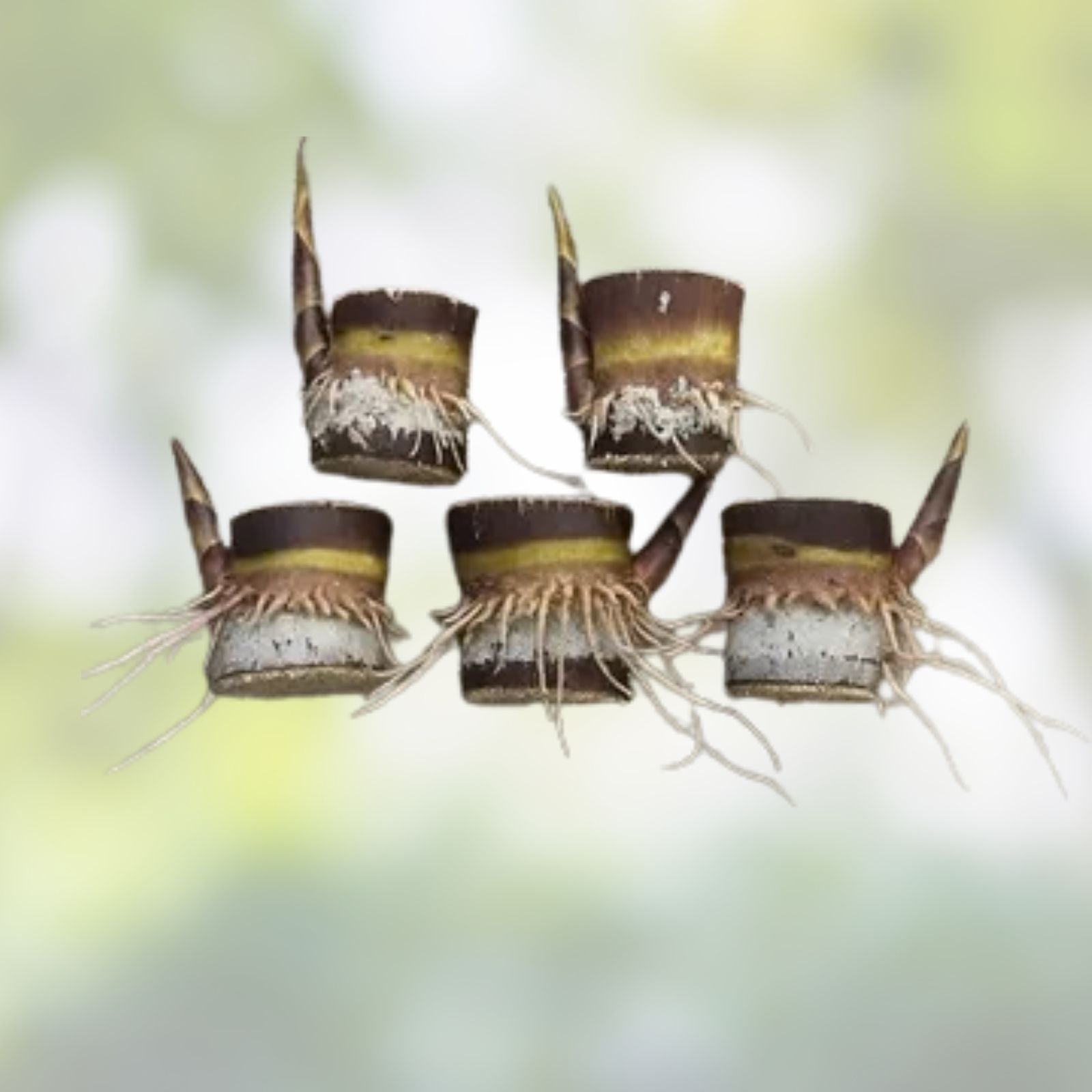 Rooted Sugarcane Cuttings 5pcs | Sweet Juicy Tropical Plant | Saccharum officinarum | Ready to Grow