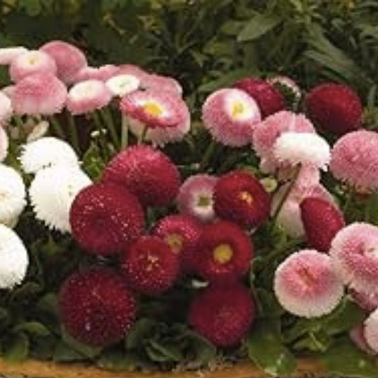 English Daisy Seeds - 2000+ Mixed Perennial Wildflower Seeds (Bellis perennis) - USA Grown