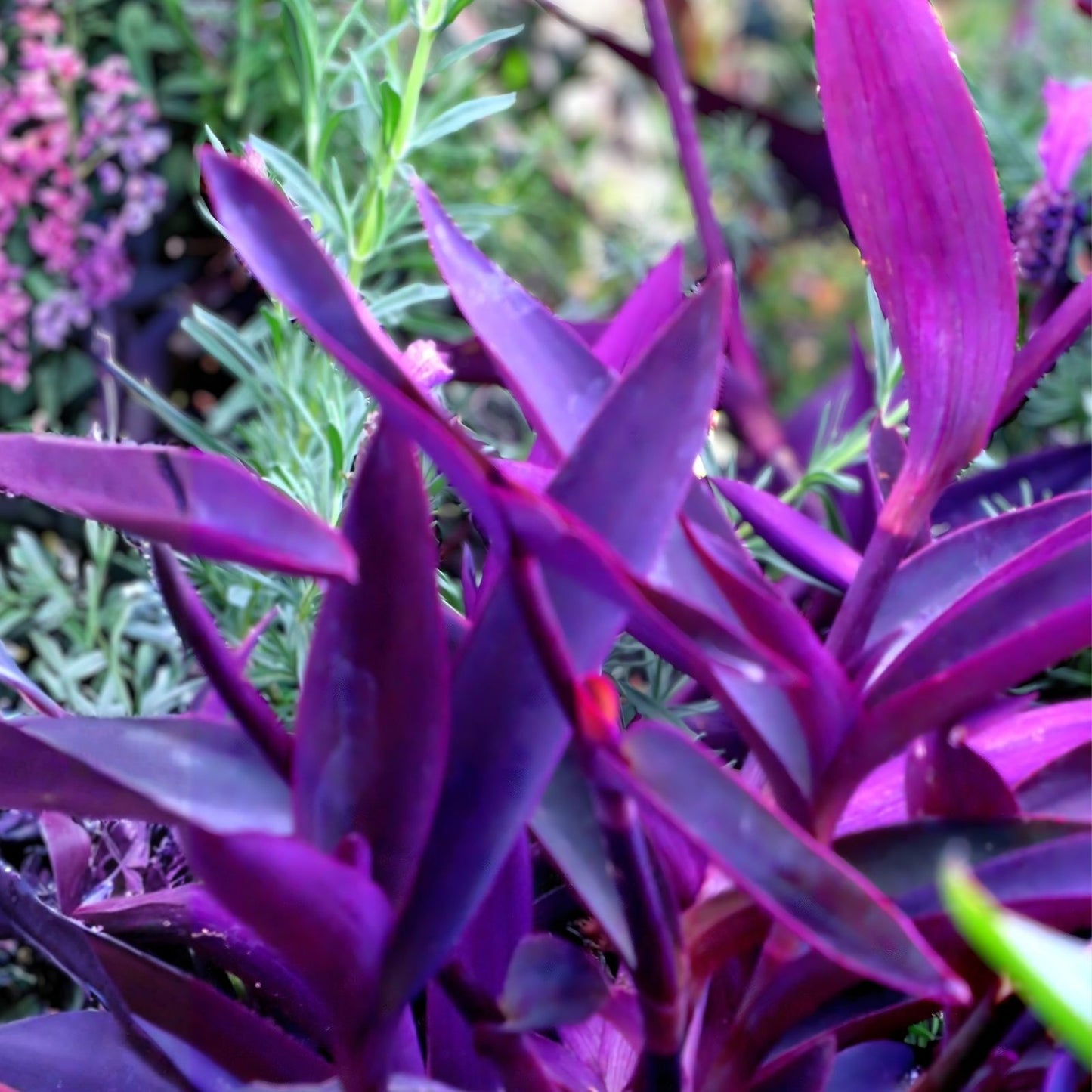 Purple Heart Wandering Jew Cuttings, 20 Pack, Tradescantia Pallida Purpurea, Succulent Houseplant Propagation