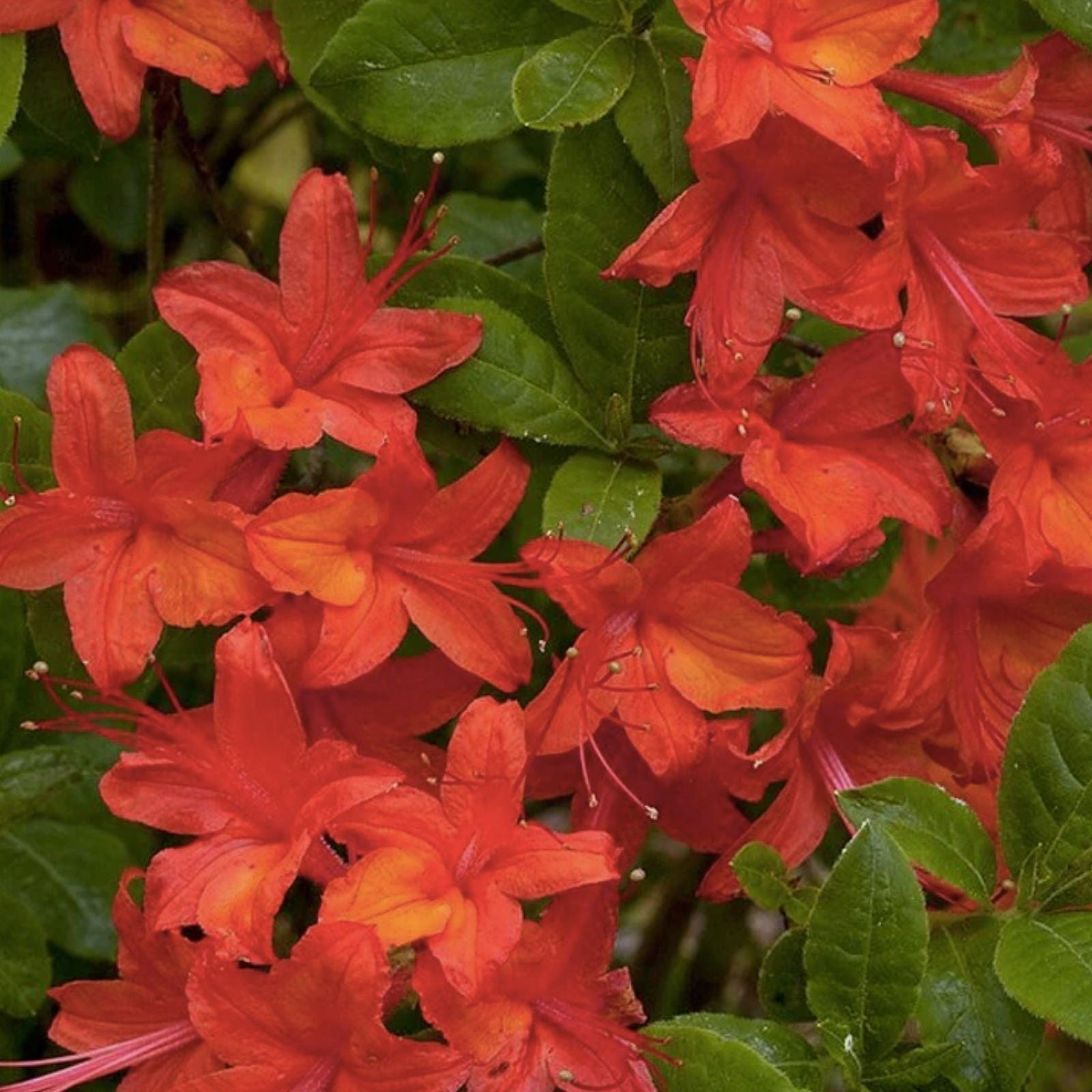 Red Azalea Seeds - 50+ Count - Rhododendron bakeri - Cumberlands Azalea Flowering Bush Seeds for Garden, Landscape & Patio