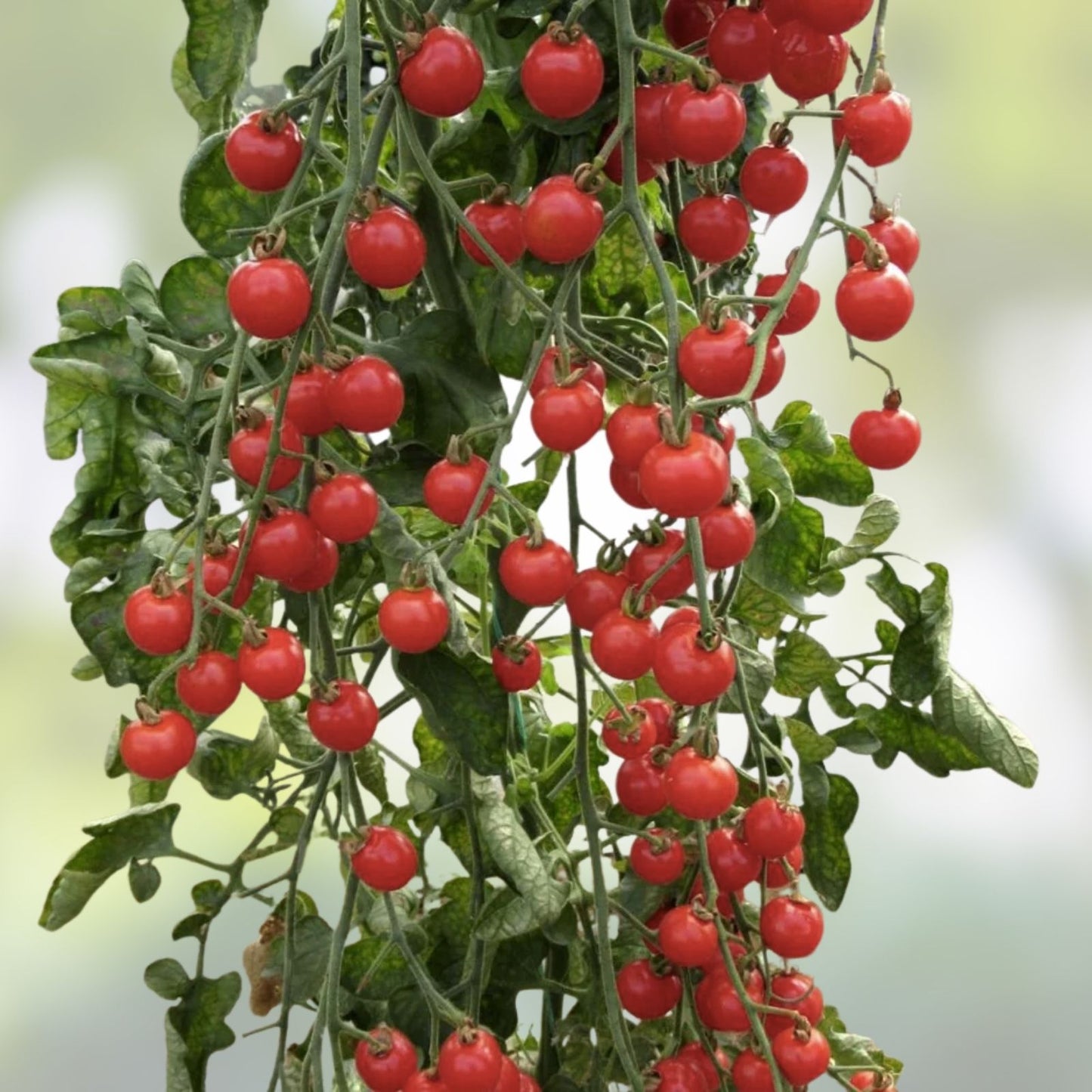 Cherry Tomato Seeds 320+ Count Heirloom Variety Solanum lycopersicum for Home Garden Planting