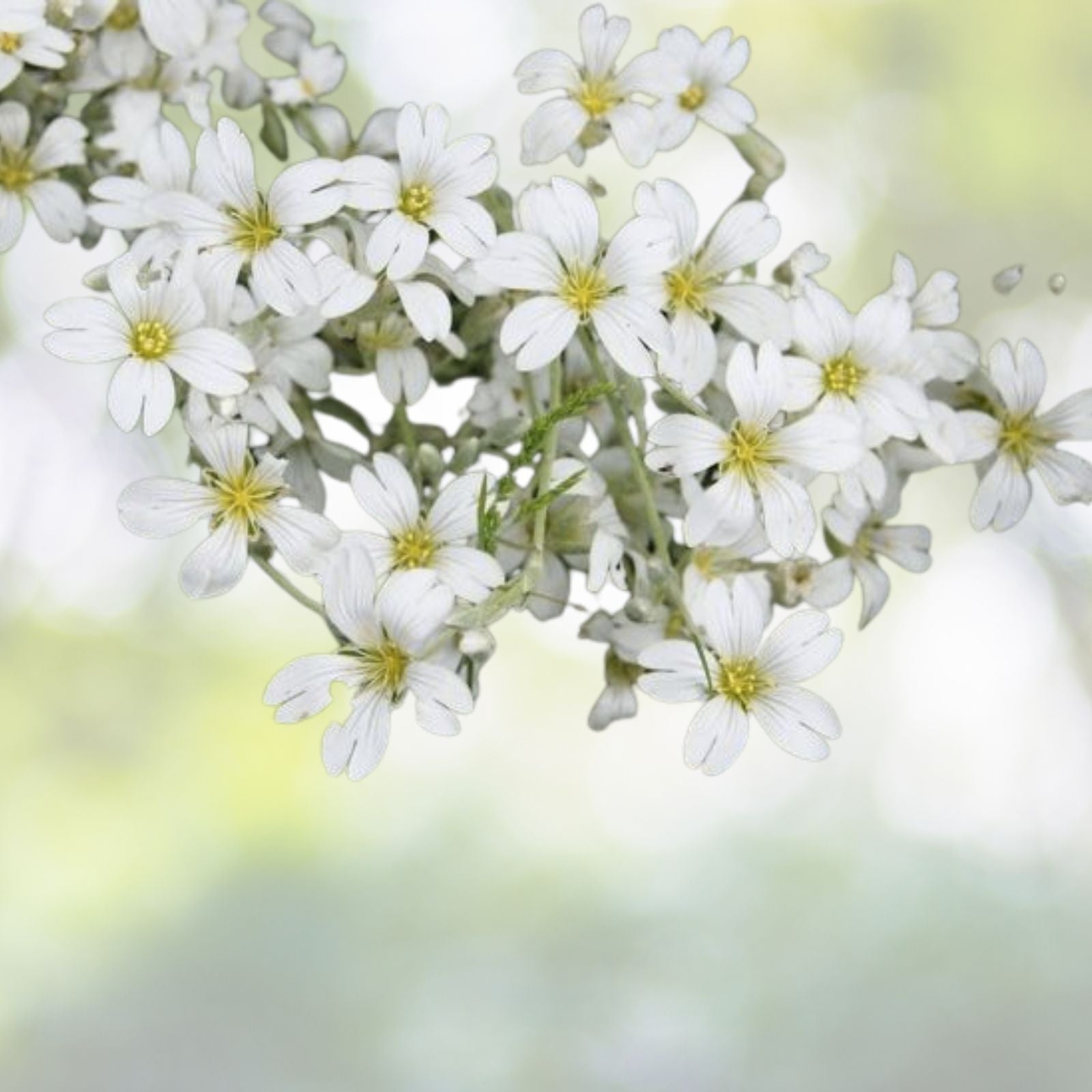 Baby's Breath Seeds 500+ Count White Flowers Gypsophila Elegans Drought Tolerant