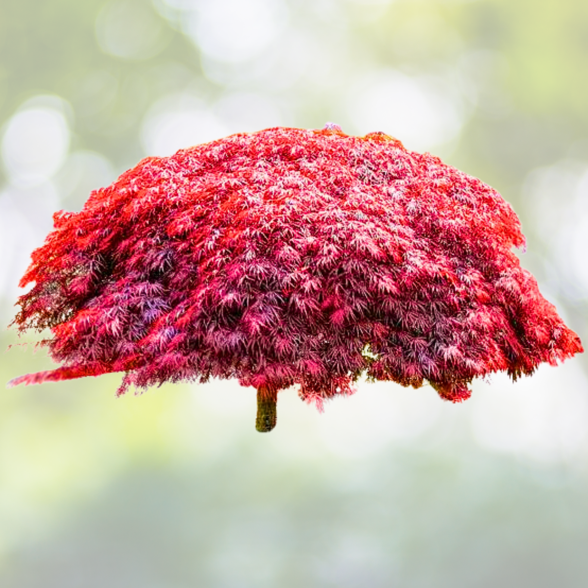 25pcs Red Japanese Maple Seeds, Acer palmatum atropurpureum, Ornamental Tree Seeds for Landscaping