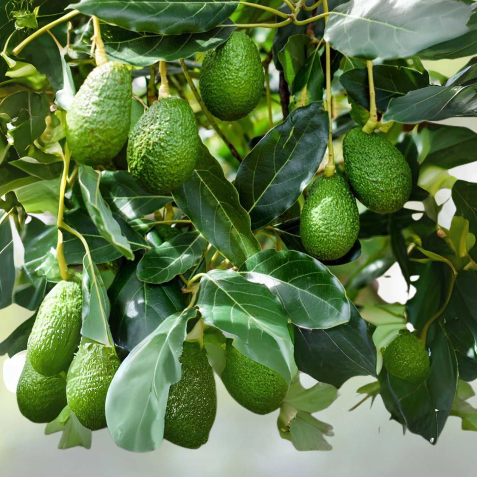 Avocado Seeds - 10 Pack - Easy to Grow Fantastic Avocado - Persea americana