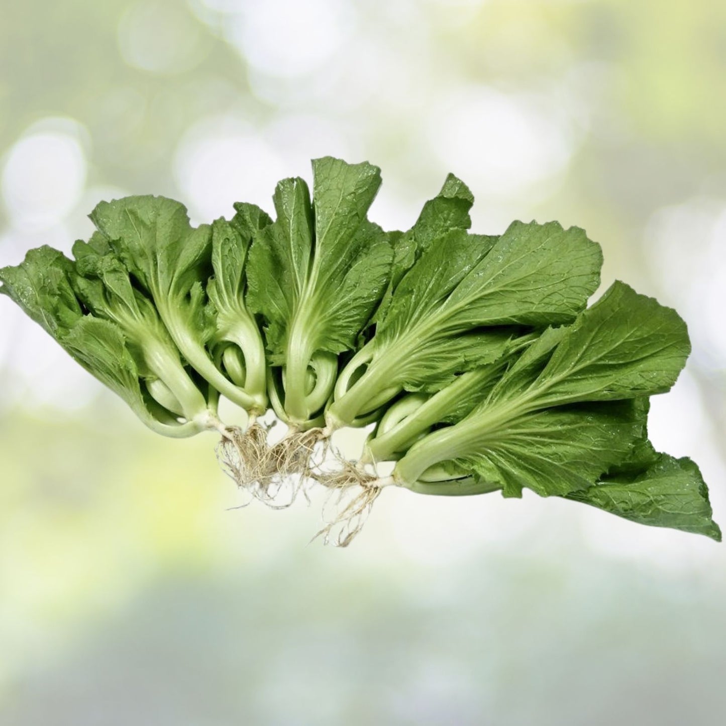Chinese Mustard Seeds - 200+ Shuidong Gai Choi Shealihong - Asian Vegetable - Brassica juncea - USA