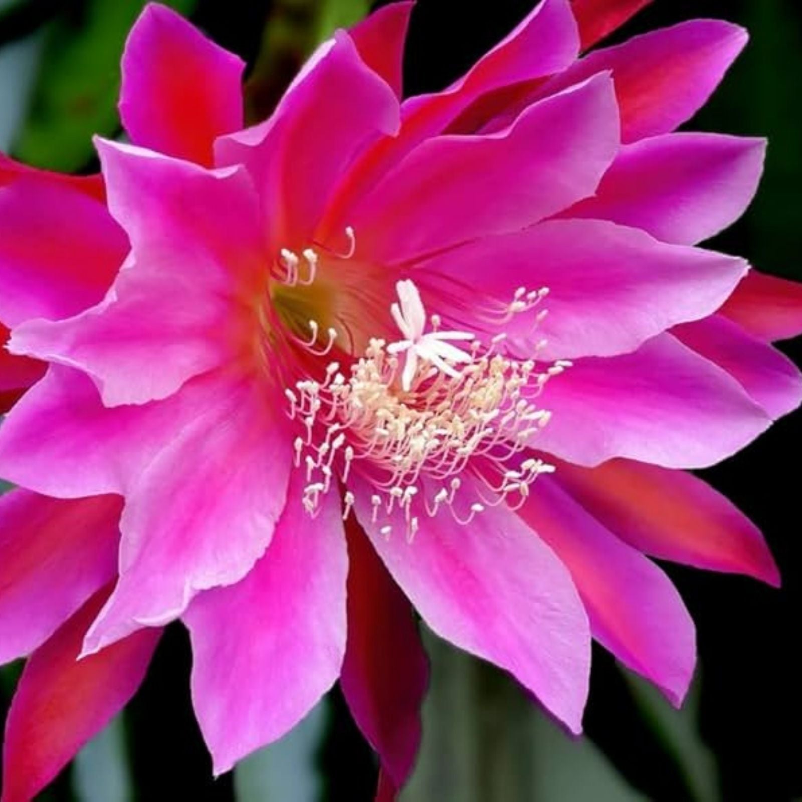 Epiphyllum Orchid Cactus Cutting 8-10 Inches Vista Sun Variety Exotic Houseplant Succulent Plant
