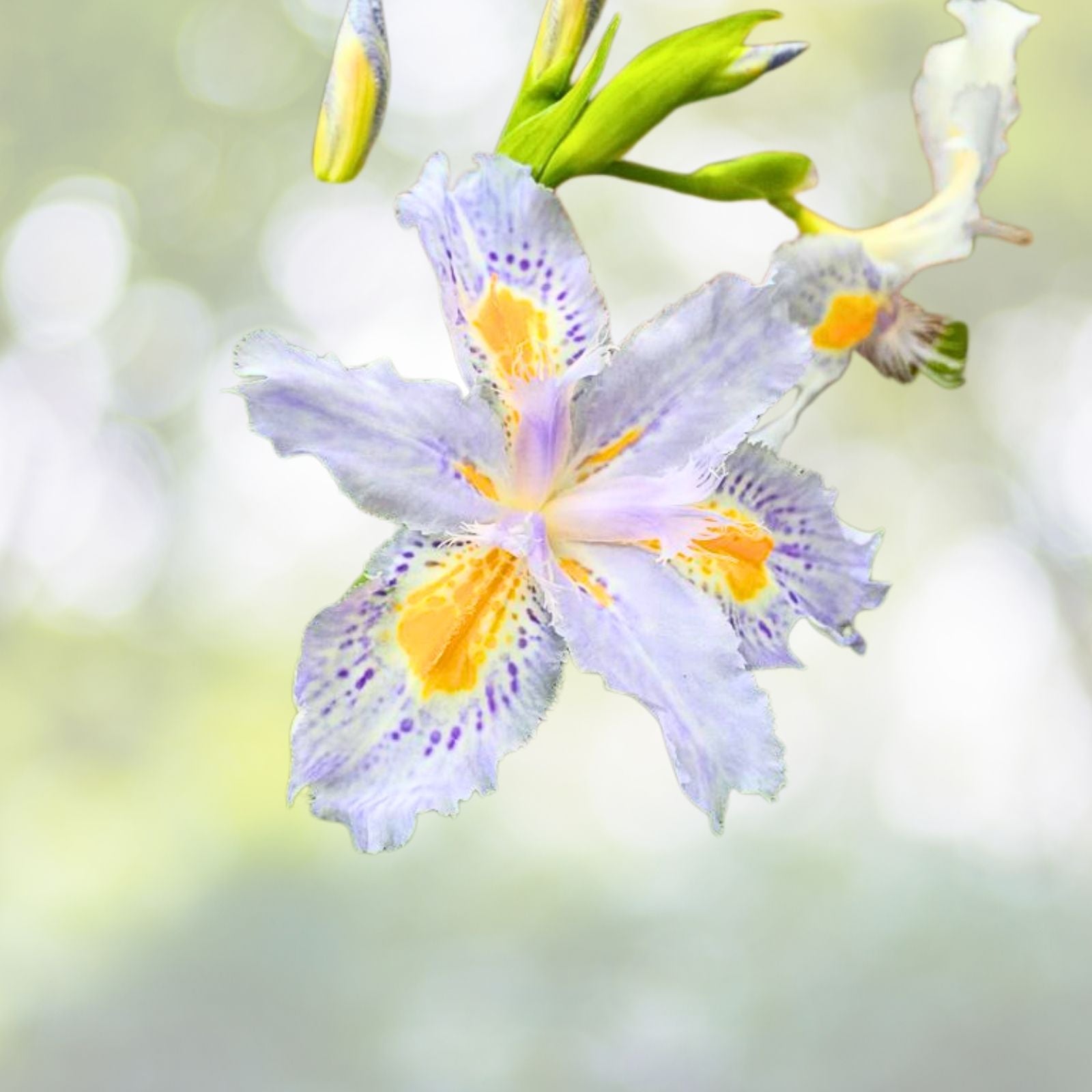 Heirloom Iris Plants 4-Pack Purple Fringed Iris Eco Easter Neoregalia spp.