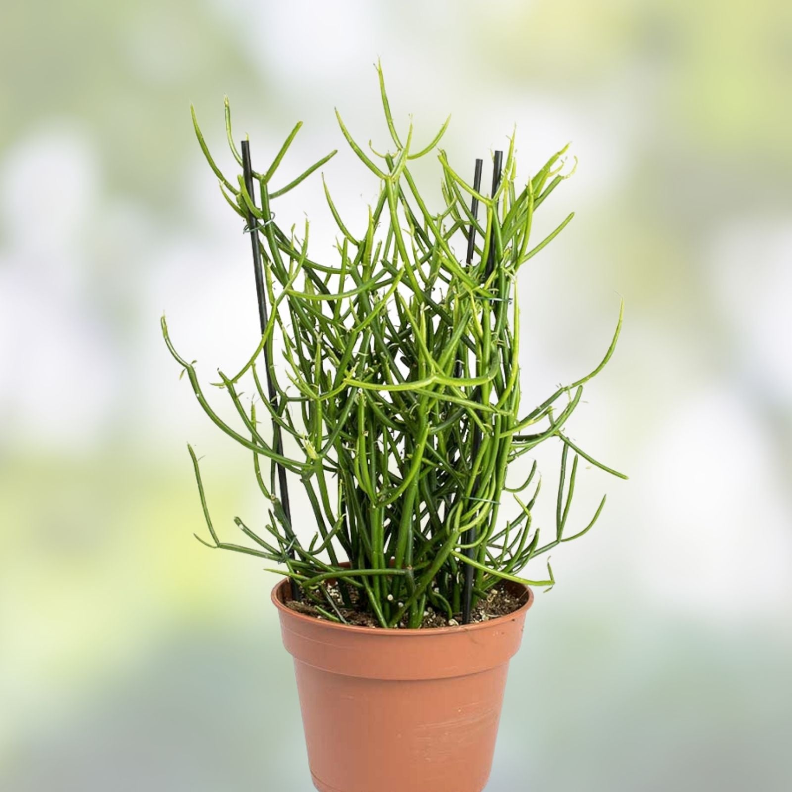 Euphorbia Tirucalli Monstrous Cactus Cutting | Unique Succulent Plant for Indoor Gardens | Easy Care, Low Maintenance