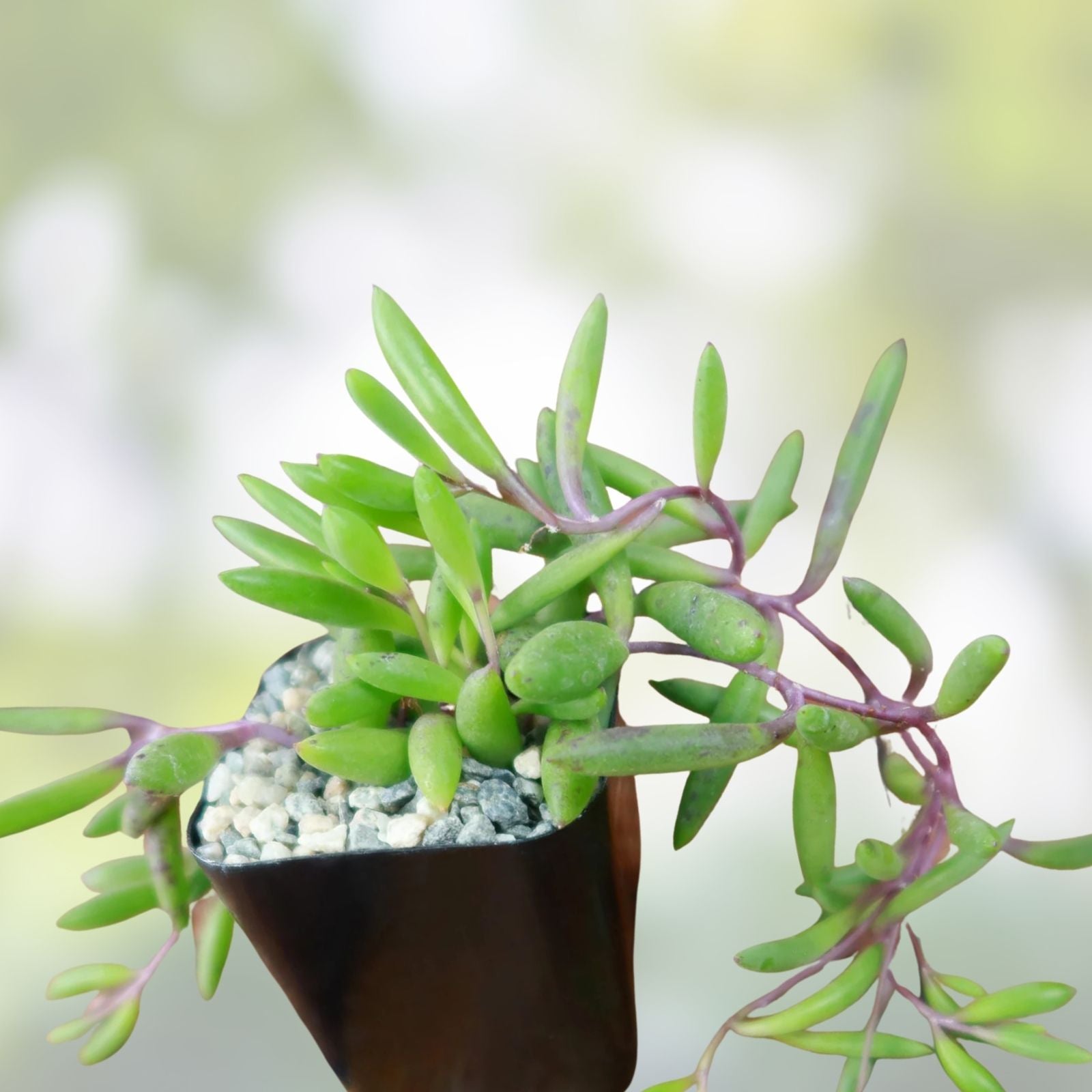 Healthy Succulent Cuttings - 10 Othonna Capensis "Ruby Necklace" Organic Plant for Home Decor