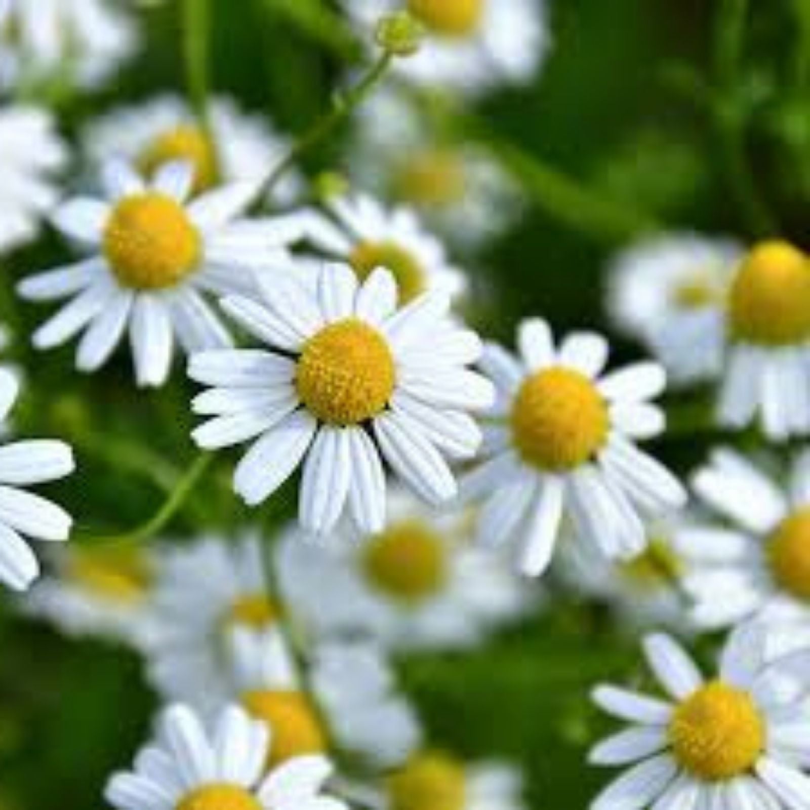 Roman Chamomile Seeds 500 Pack - Easy to Grow Herb for Gardens & Wildflower Areas - Anthemis nobilis