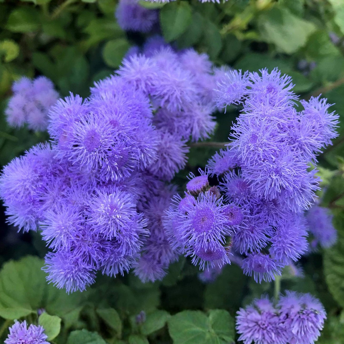 Blue Mink Flossflower Seeds 500 Pack - Ageratum houstonianum Blue Annual Flower Seeds for Planting