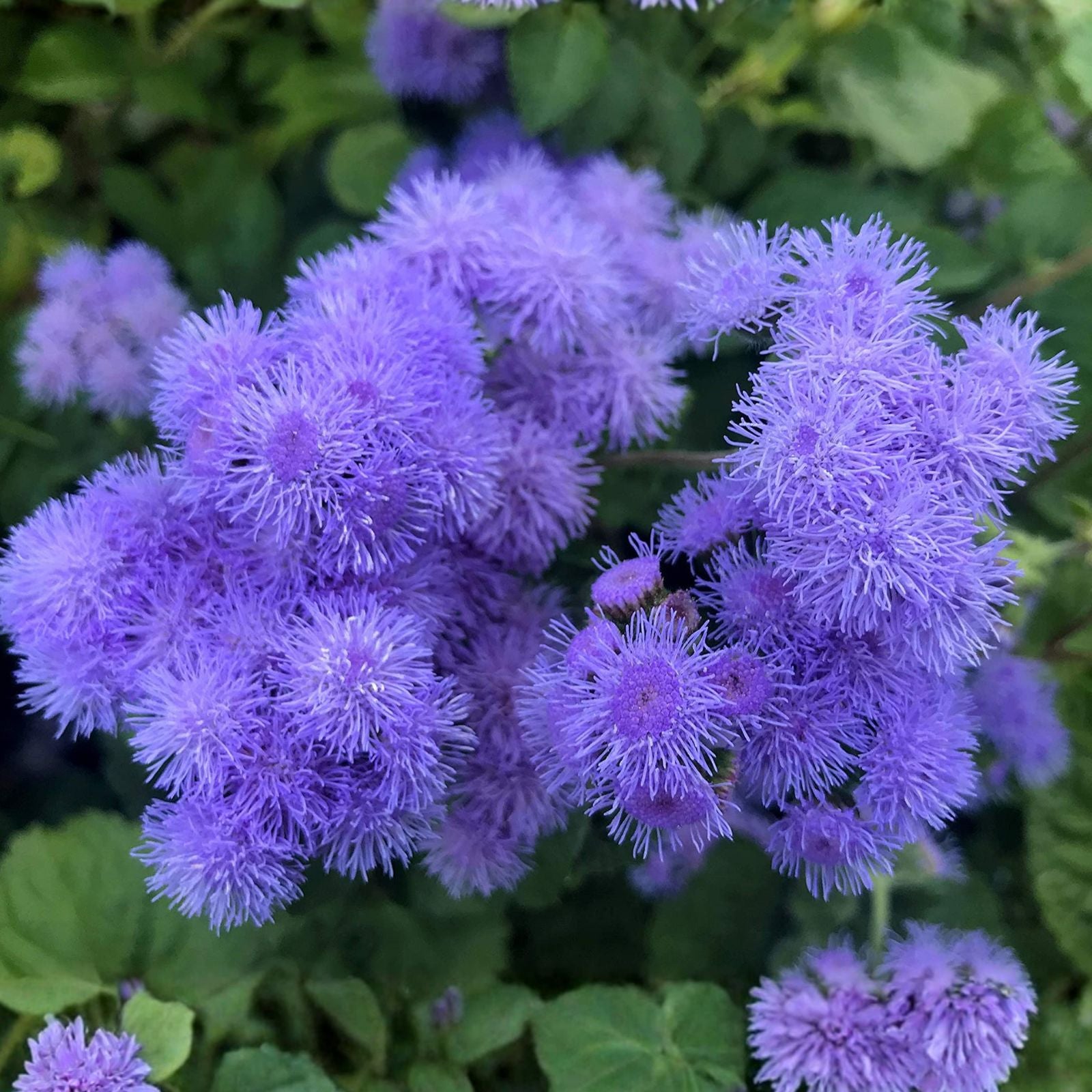Blue Mink Flossflower Seeds 500 Pack - Ageratum houstonianum Blue Annual Flower Seeds for Planting
