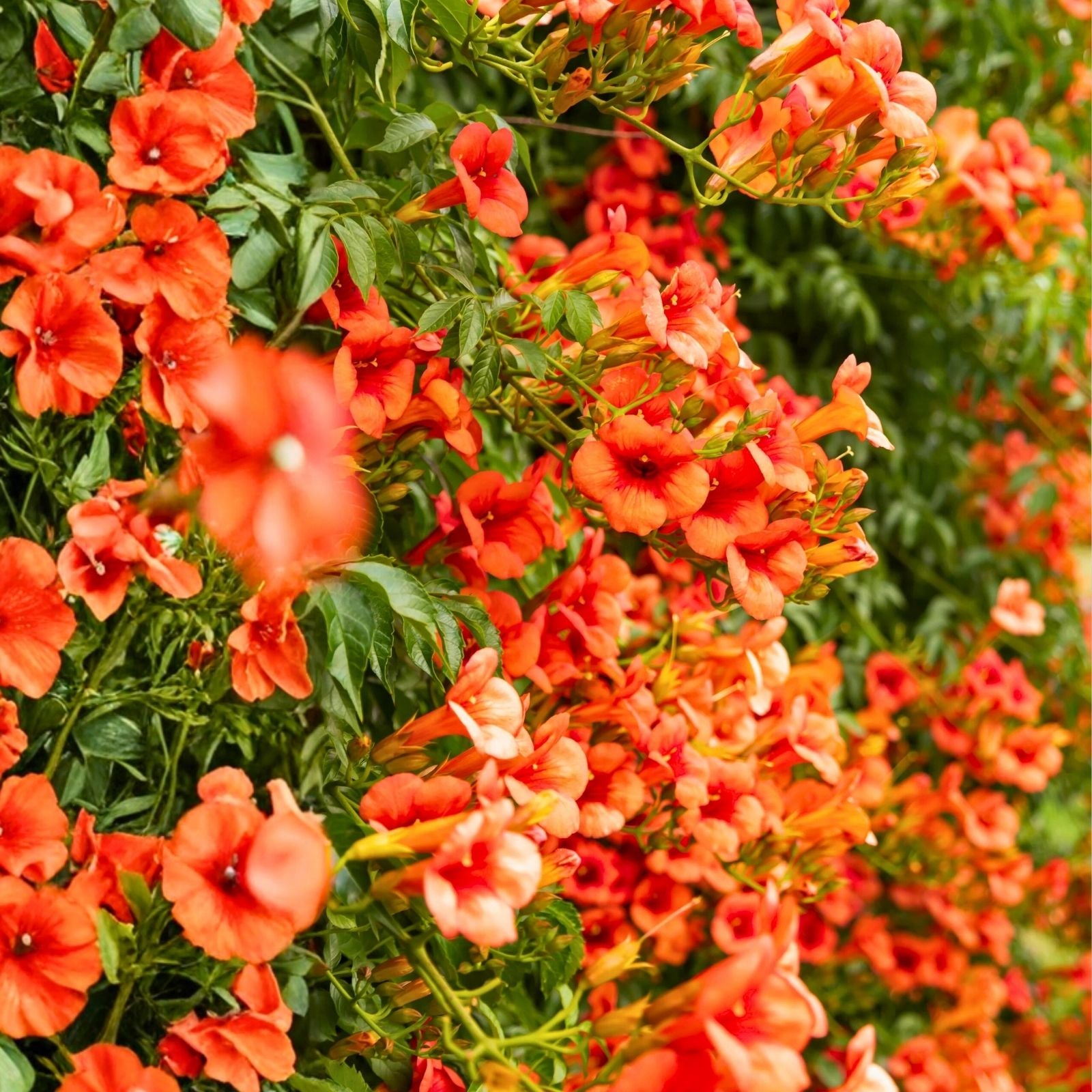 Trumpet Creeper Seeds - 100+ Perennial Flower Vine Seeds - Campsis radicans - USA Seller