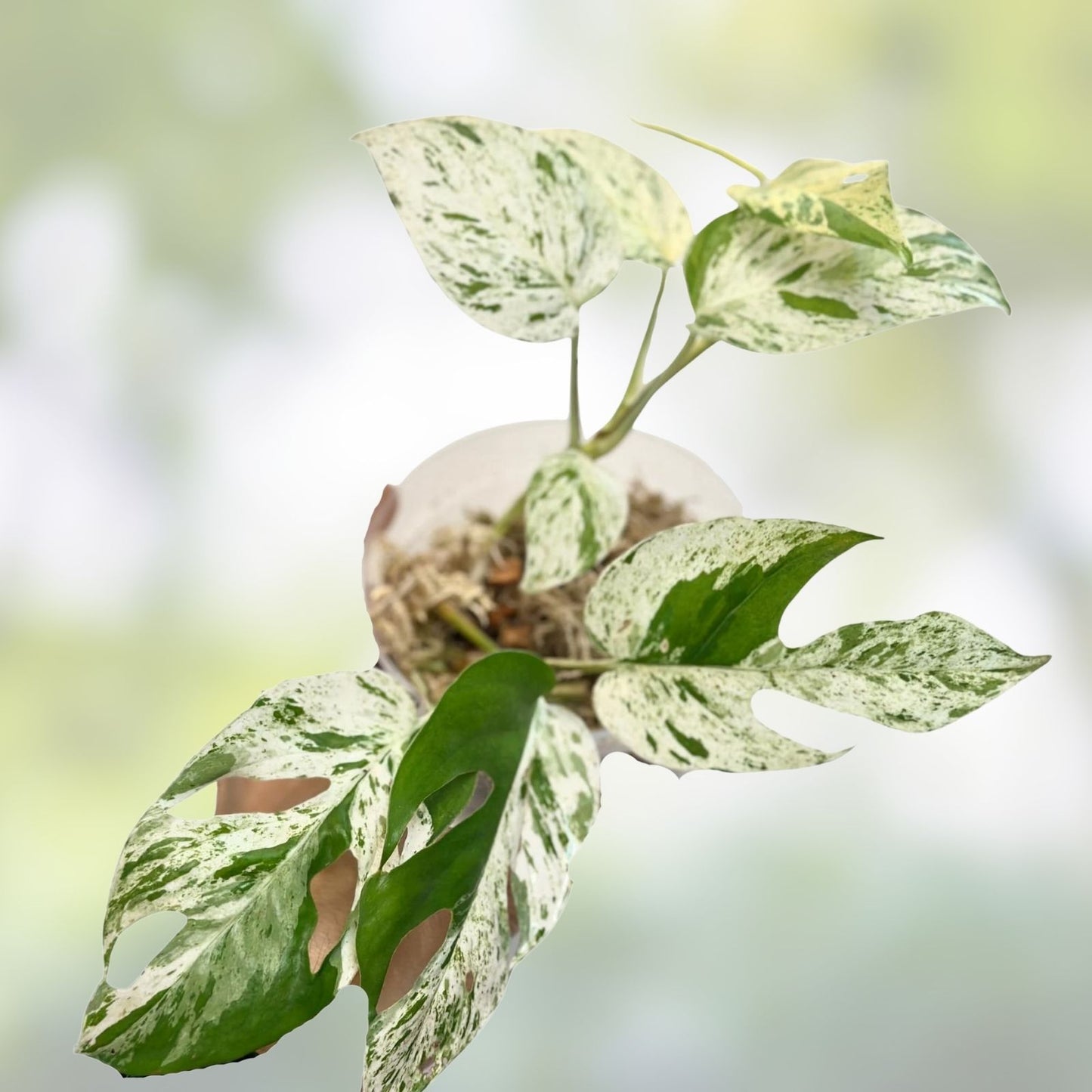 Epipremnum Pinnatum Marble Cutting - Variegated Pothos Indoor Houseplant - Live Plant for Home Decor