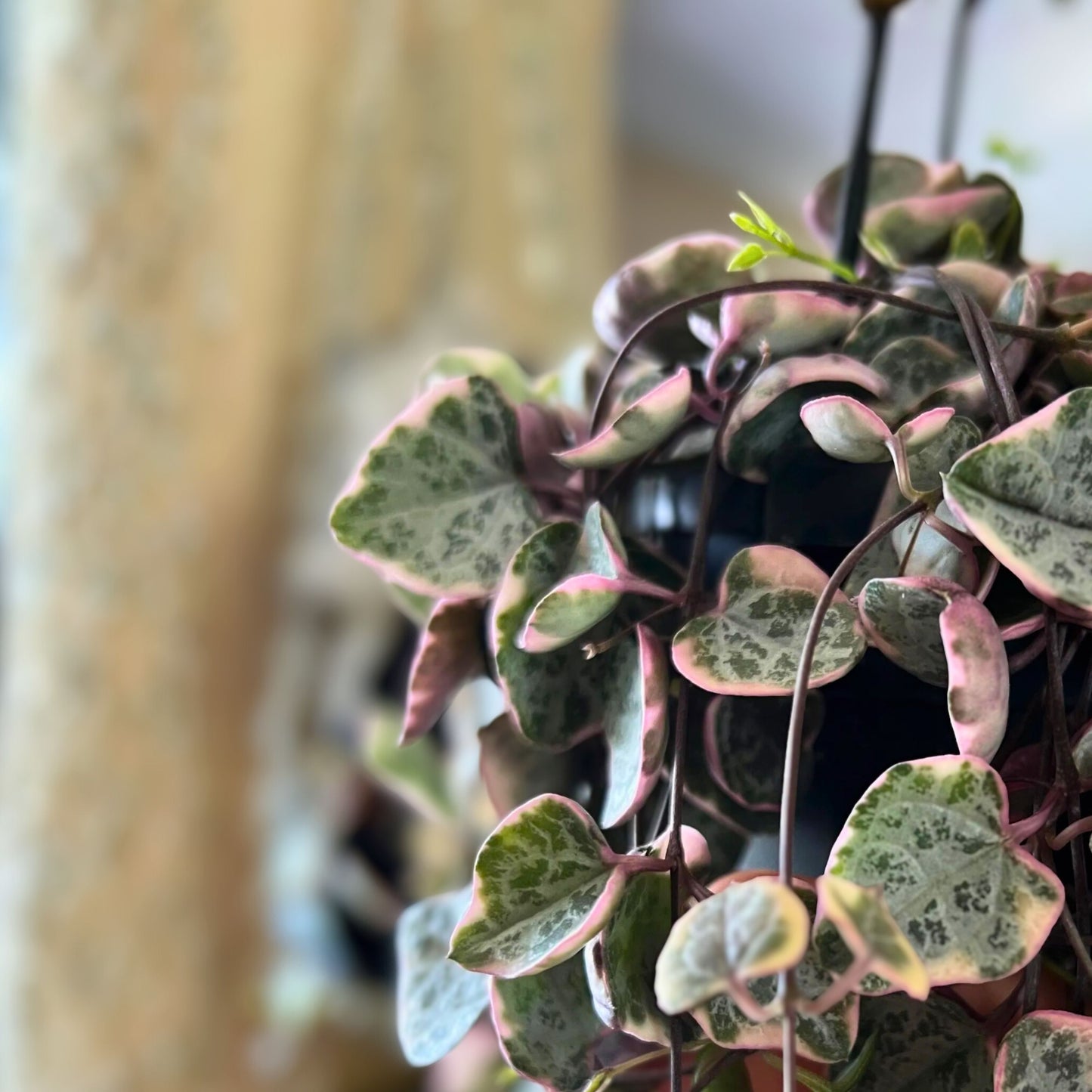 Variegated String of Hearts Cutting - 4 Nodes - Ceropegia woodii Variegata - Trailing Houseplant for Indoor Decor