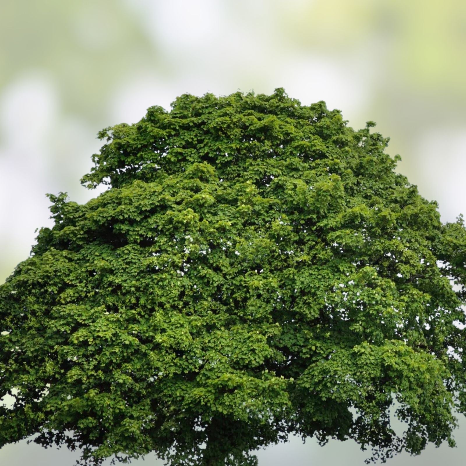 Sycamore Tree Set of 2 Bare Root Live Plants 18+ Inches Deciduous Platanus occidentalis Landscaping Trees