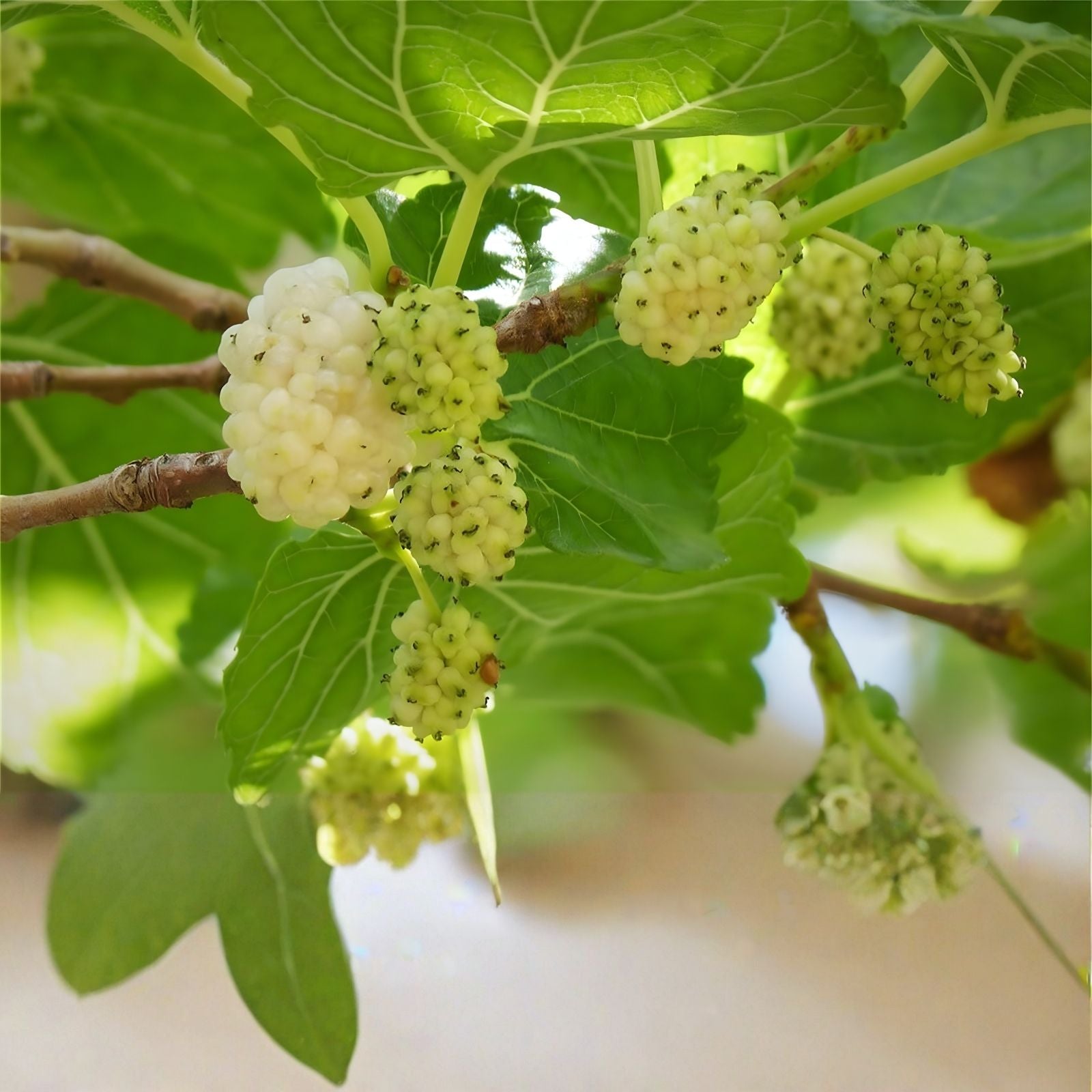 White Mulberry Tree Seeds – 50+ Non-GMO Morus Alba Fruit Tree Seeds for Growing and Planting