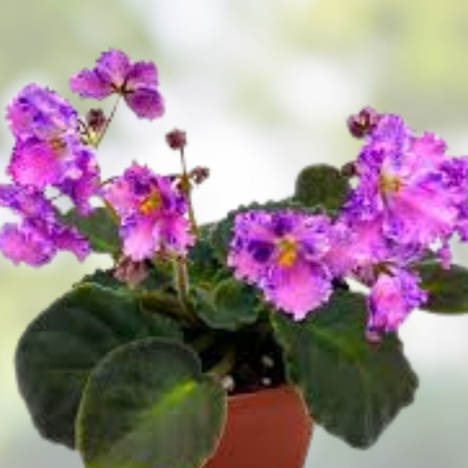 Amour Elite African Violet Starter Cutting - Unrooted Standard Plant - Saintpaulia - Indoor Houseplant, Easy Care, Flowering