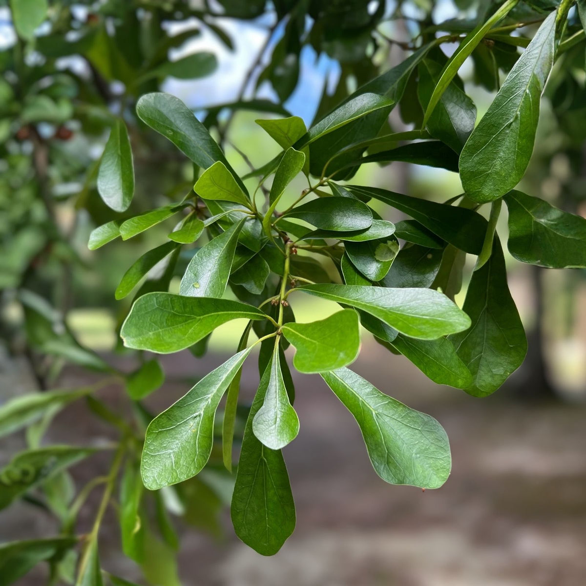 Water Oak Seedlings 10-Pack, 6-12" Tall, Native Quercus nigra Trees for Landscaping and Wildlife Habitat