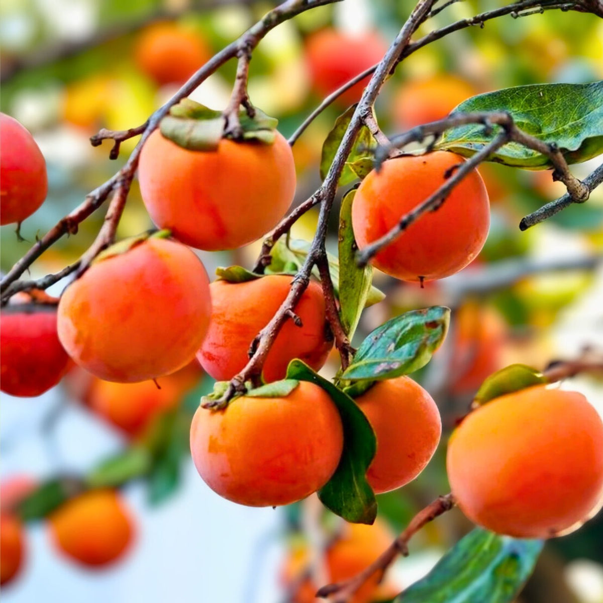 Grafted Fuyu Persimmon Tree 3 Gallon - Diospyros kaki - 3-4 Feet Tall, Ready to Plant with Pot and Soil