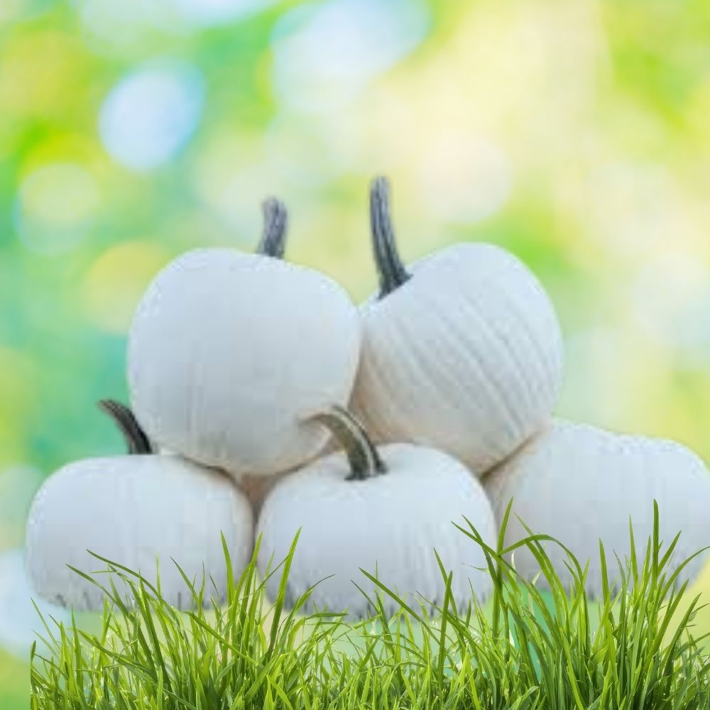 White Specter Pumpkin Seeds 10 Pack Organic Heirloom Fall Garden Vegetable Cucurbita pepo USA Grown