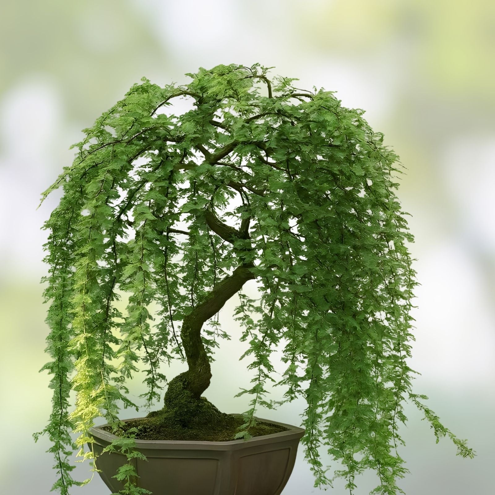 Dwarf Weeping Willow Bonsai Tree - Live Indoor Outdoor Plant - Salix babylonica - Thick Trunk Cutting