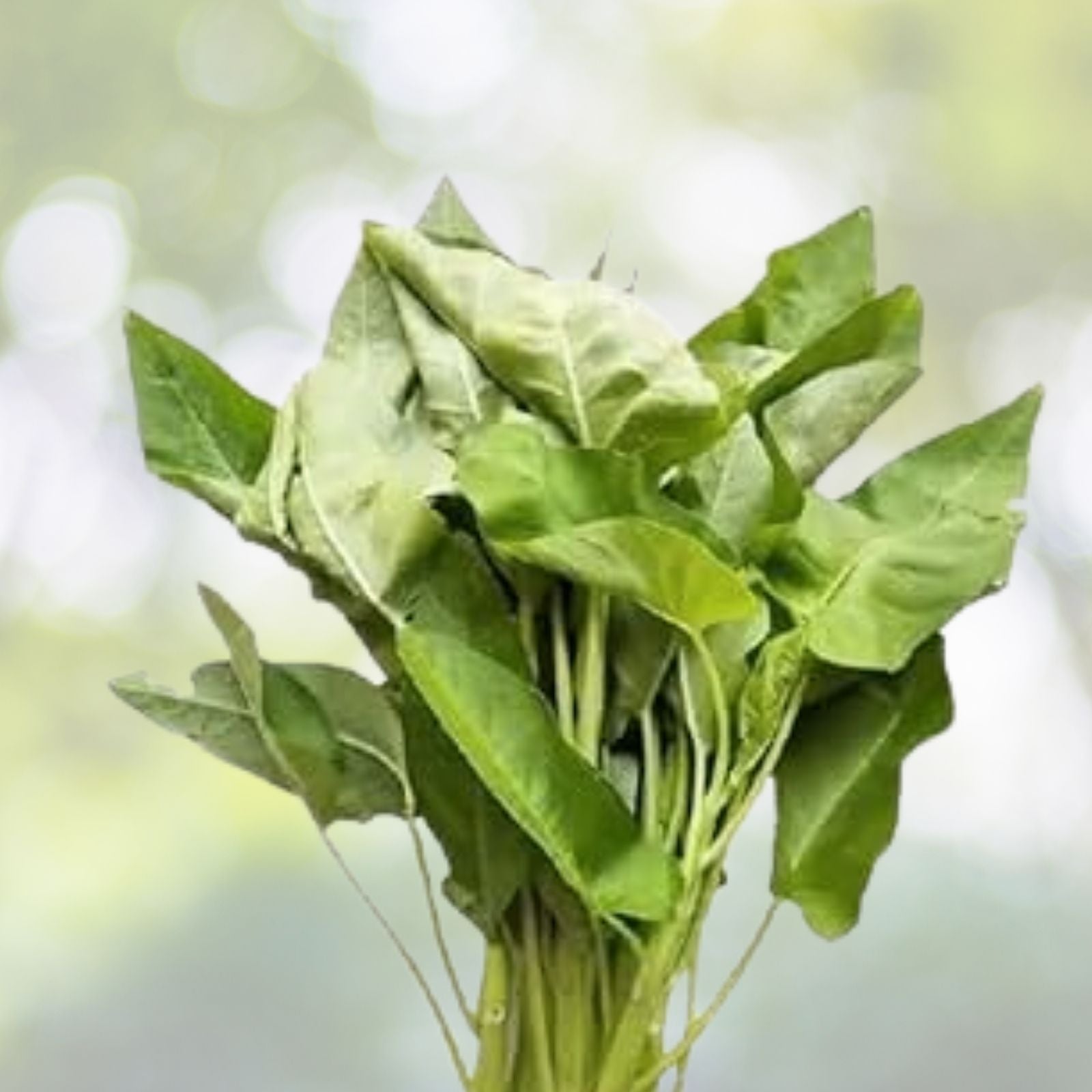 50+ White Stem Water Spinach Seeds, Ong Choy, Kong Xin Cai, Heavy Producer, Fresh USA