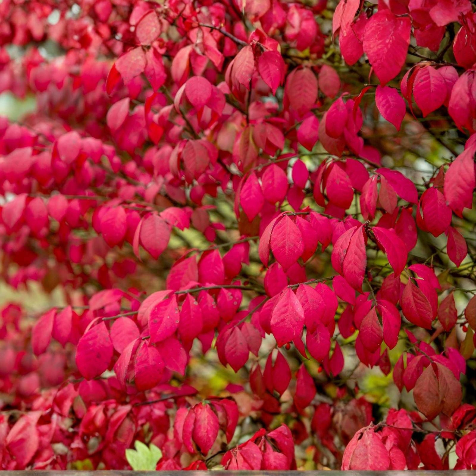 Burning Bush Shrub 16+ Inches Live Bare Root Euonymus alatus Red Foliage Hardy Zones 4-8