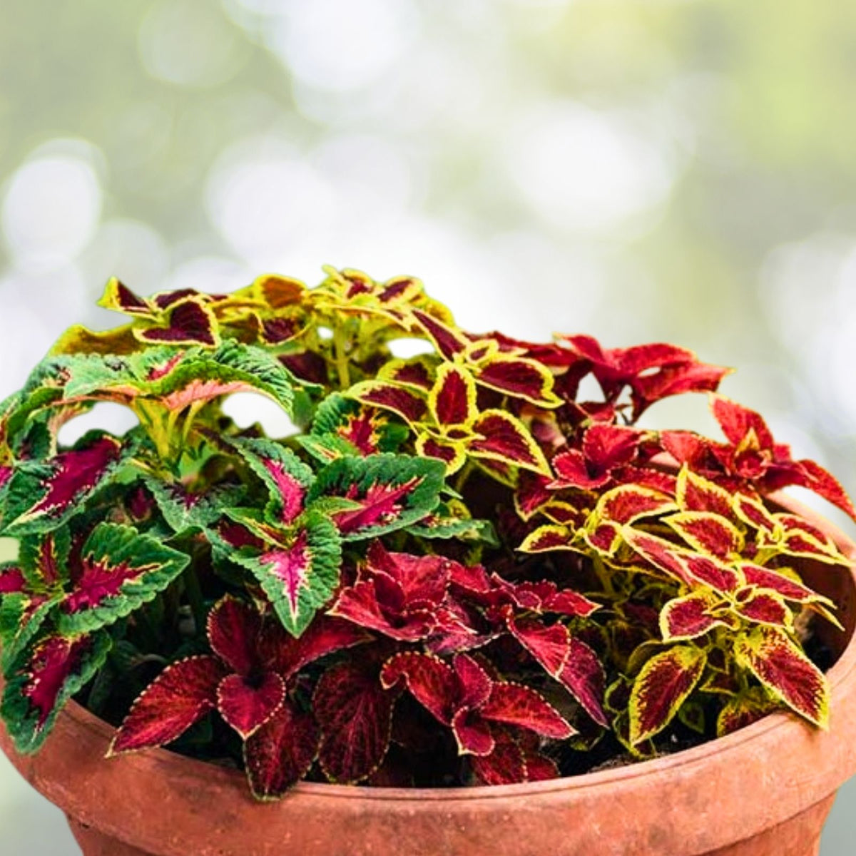 Coleus Rooted Cuttings - 10 Varieties - Live Plants for Garden and Indoor Decor - Coleus spp.