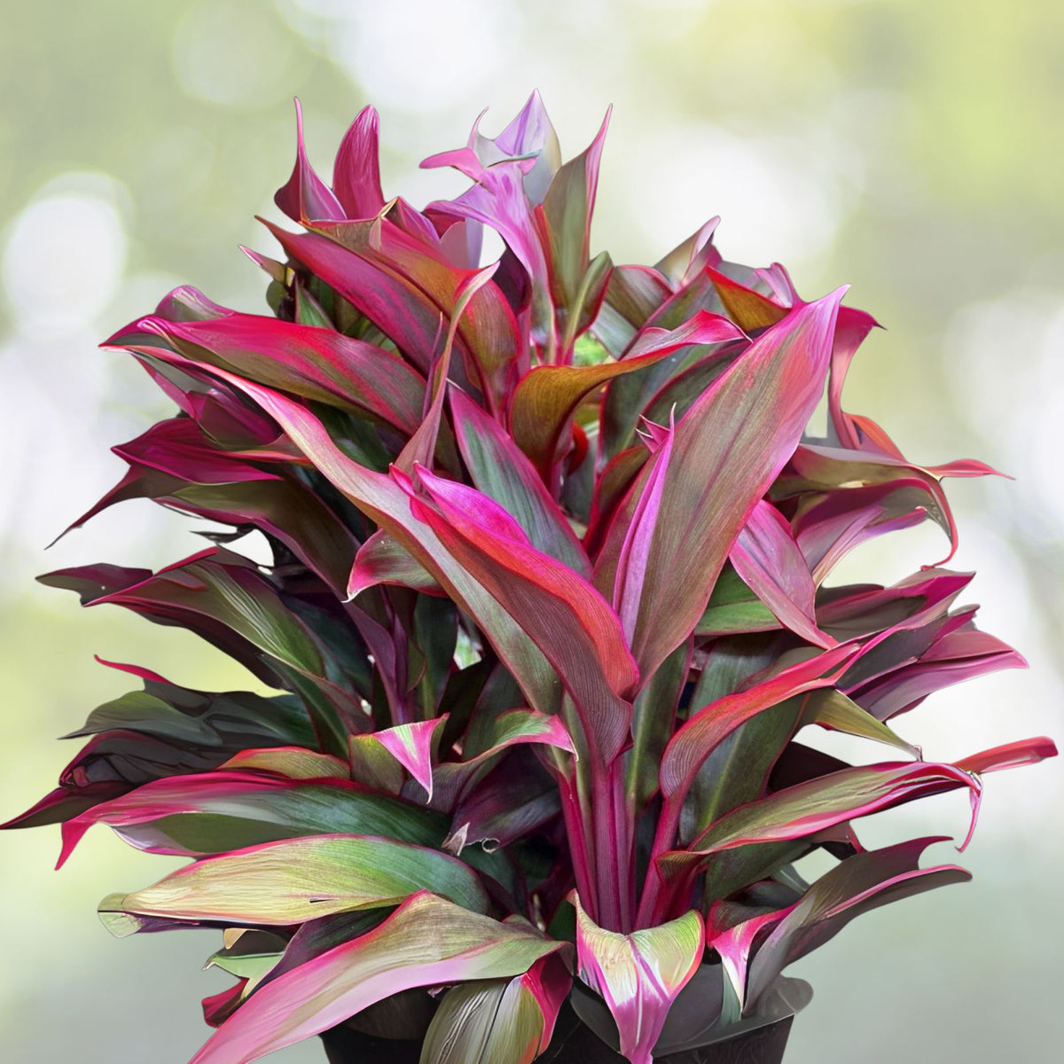 Hawaiian Ti Leaf Cuttings 6-Inch Starter Logs - Green Pink Red Hybrid (Cordyline fruticosa) - Fresh Cuttings x6