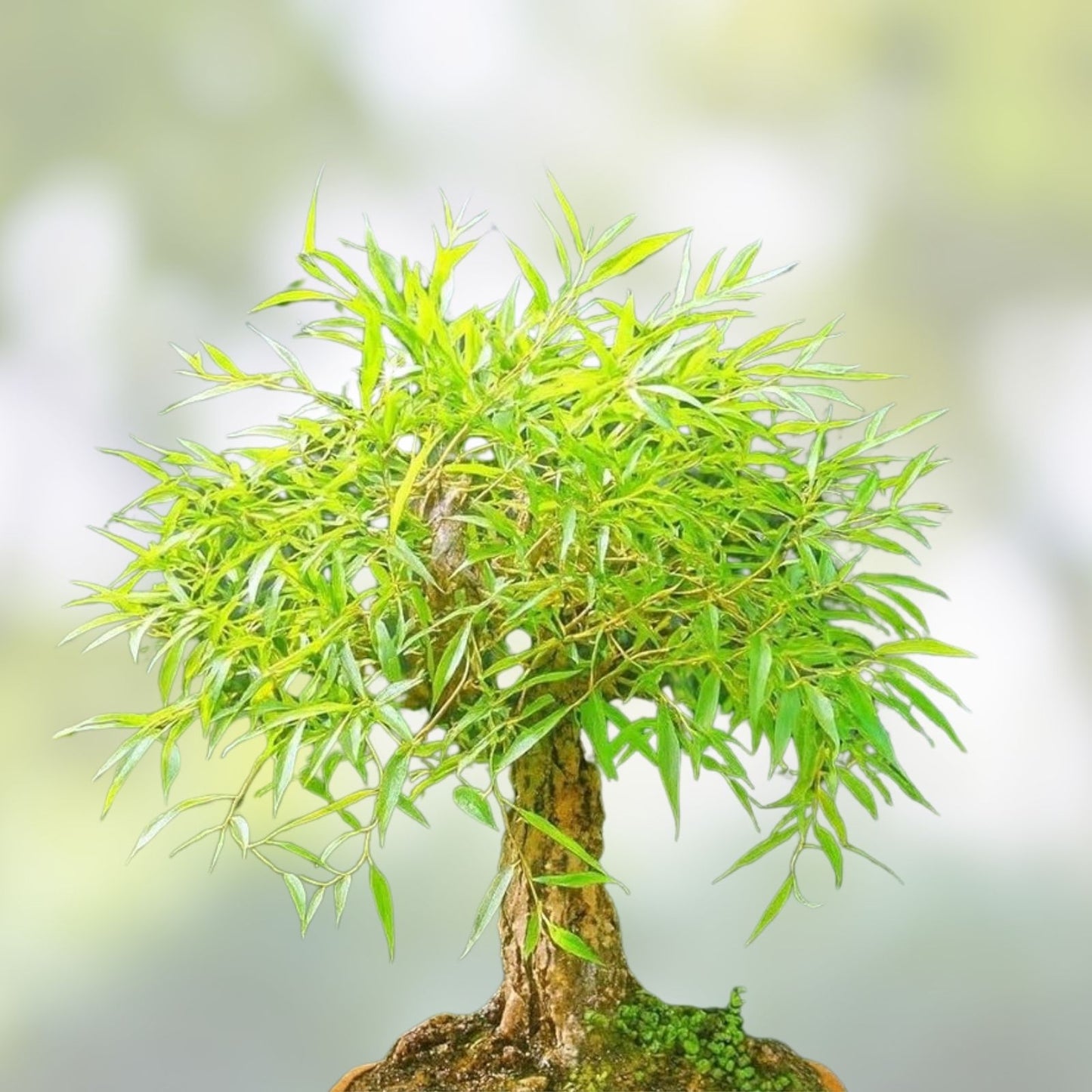 Bonsai Globe Willow Tree Cutting - Large Thick Trunk - Naturally Round Shape - Salix Matsudana