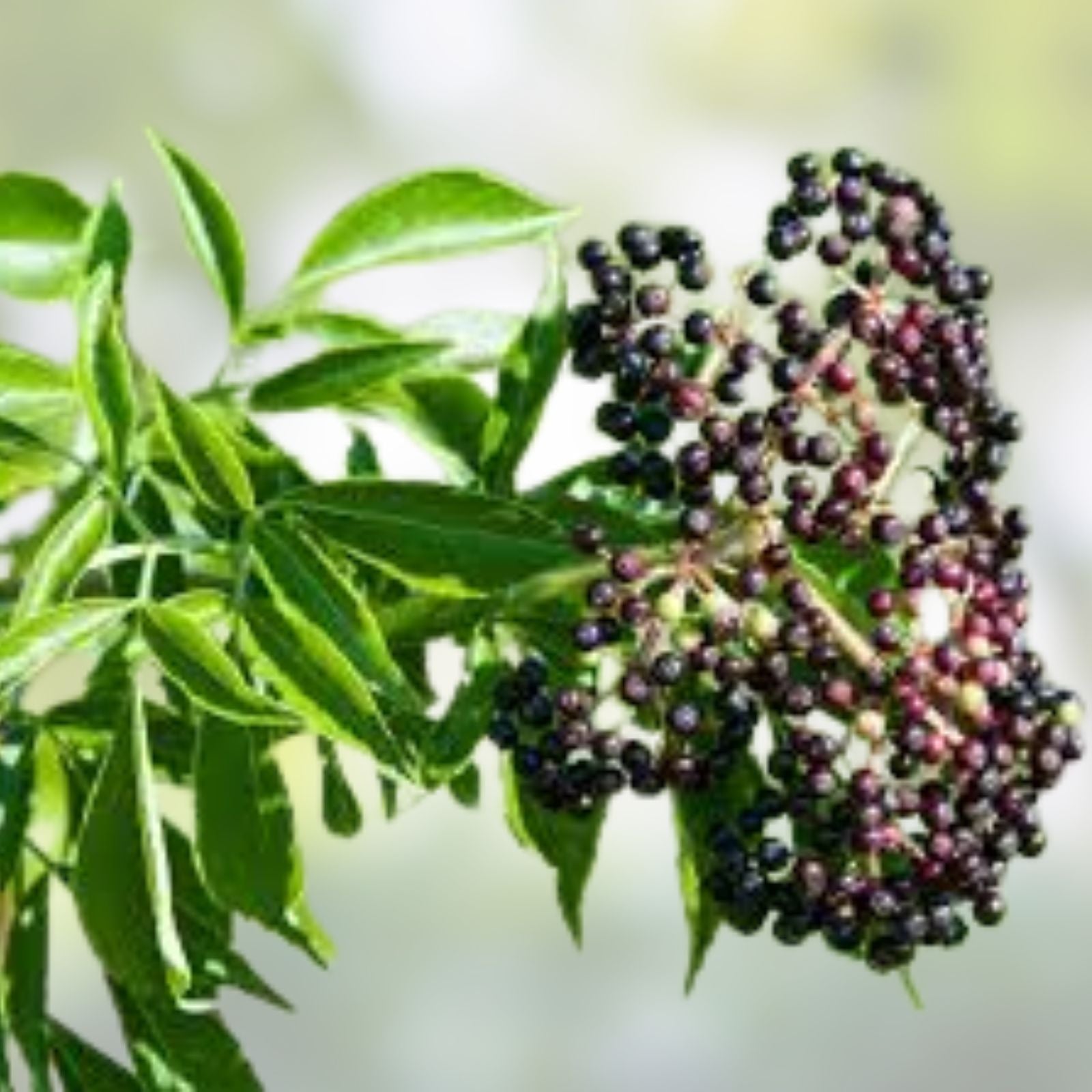 Elderberry Cuttings 6 Pack Native Edible Wildflower Sambucus canadensis | Live Plant Propagation Material
